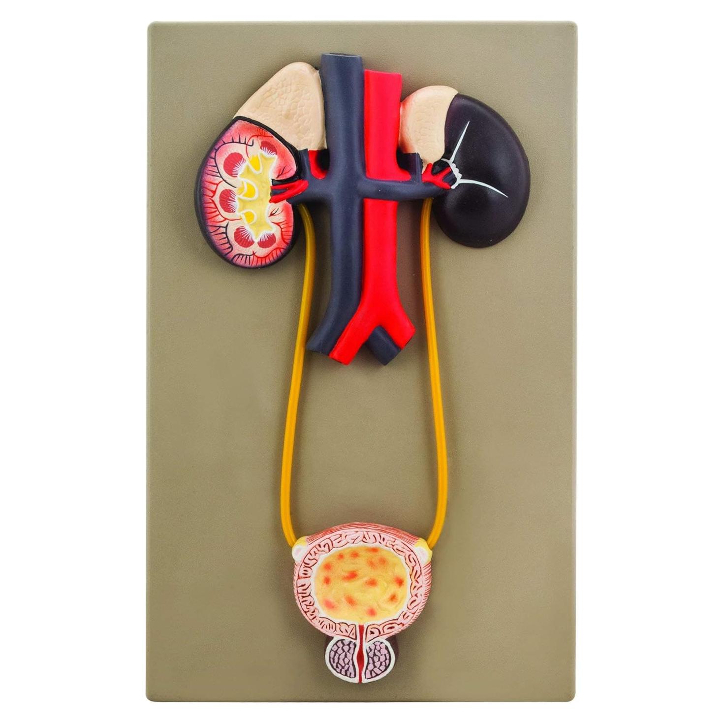 Modelo de Riñón con Vejiga EISCO - Órganos Urinarios 38x23cm