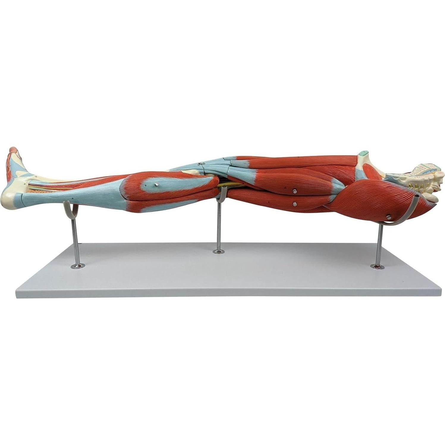 Modelo de Anatomía Muscular de Pierna Humana Axis 106.68cm