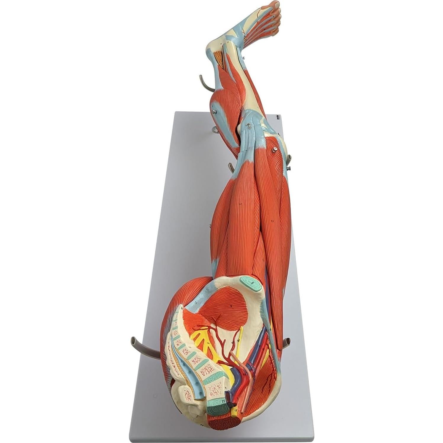Modelo de Anatomía Muscular de Pierna Humana Axis 106.68cm