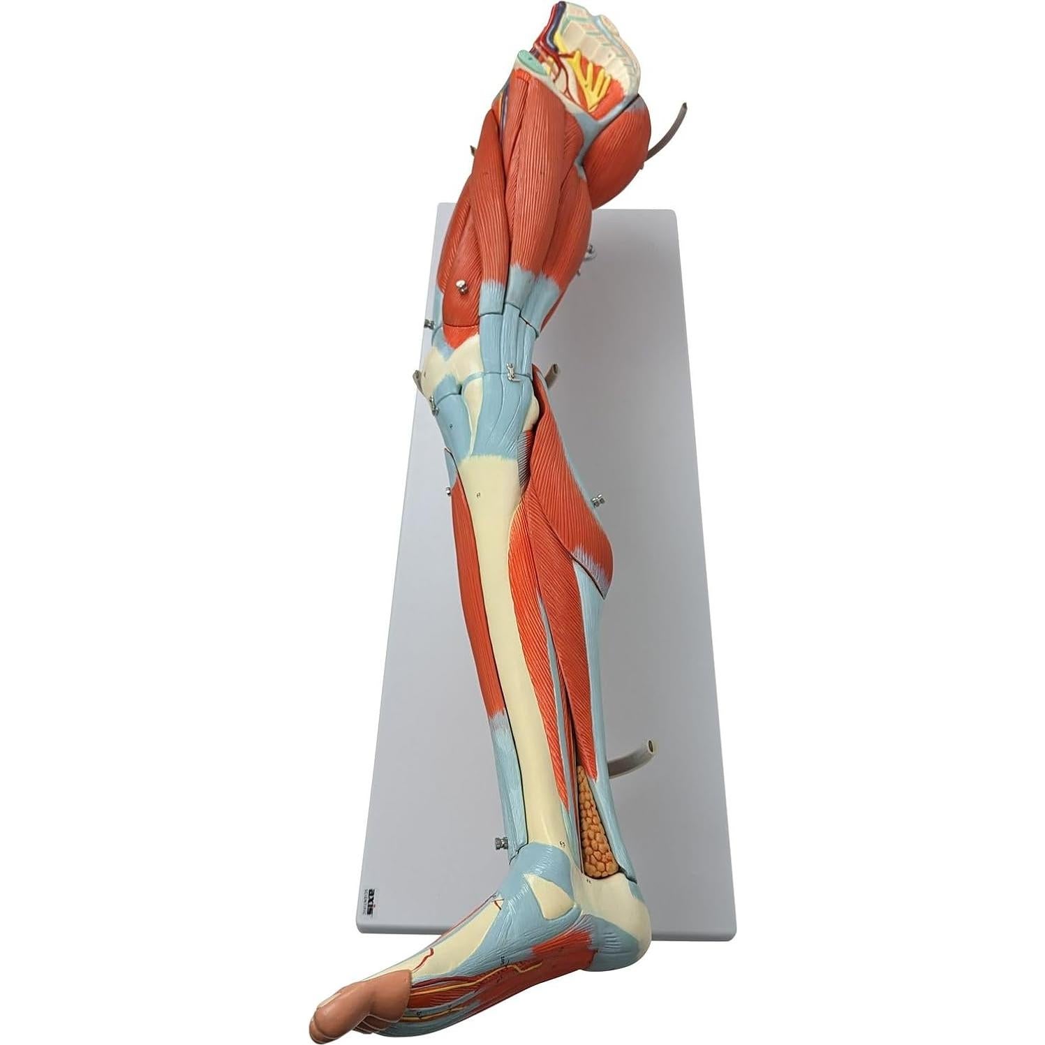 Modelo de Anatomía Muscular de Pierna Humana Axis 106.68cm