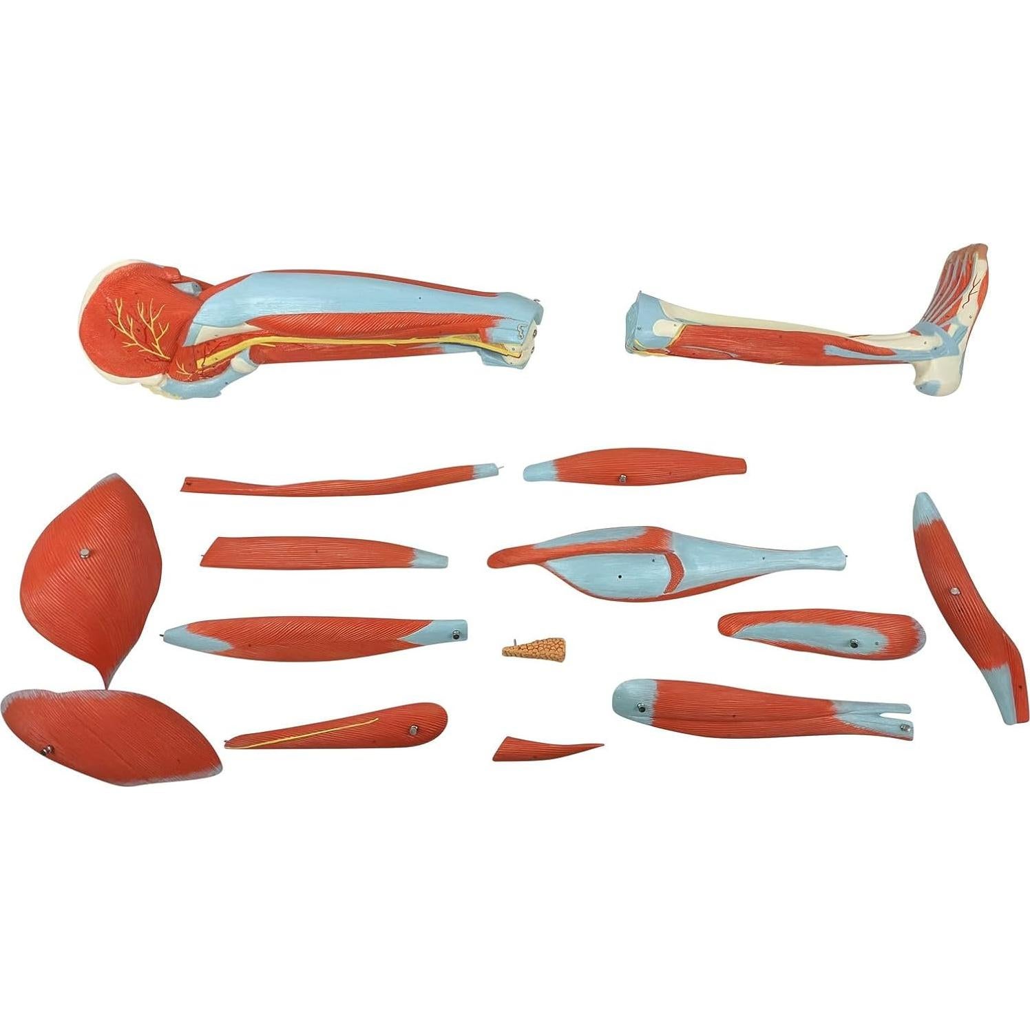 Modelo de Anatomía Muscular de Pierna Humana Axis 106.68cm