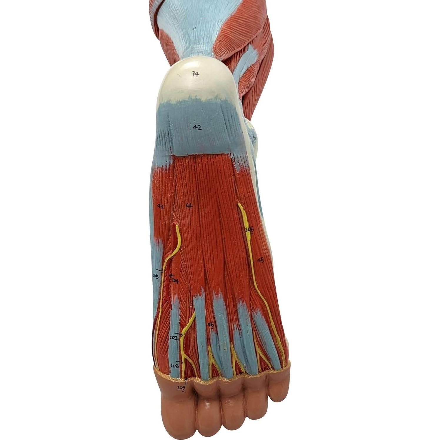 Modelo de Anatomía Muscular de Pierna Humana Axis 106.68cm