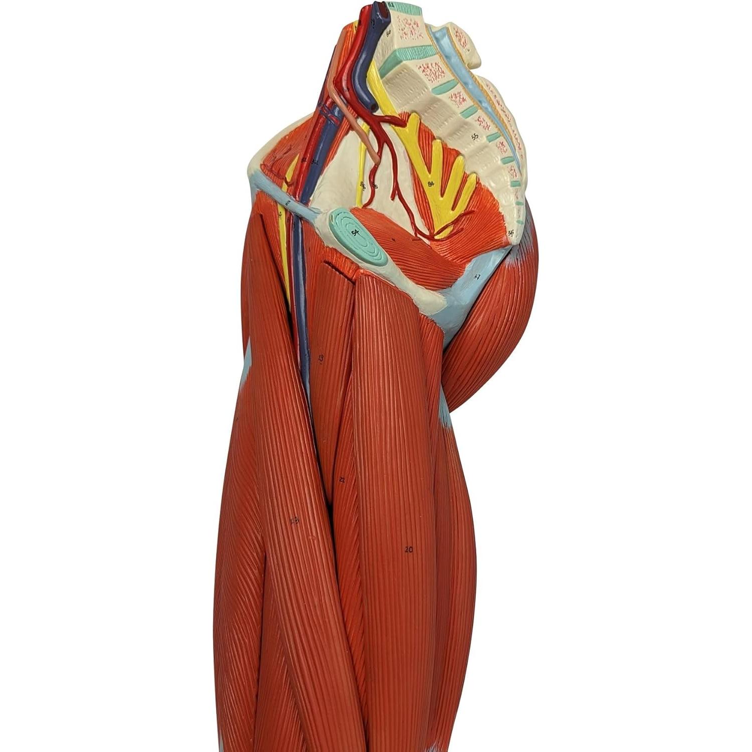 Modelo de Anatomía Muscular de Pierna Humana Axis 106.68cm