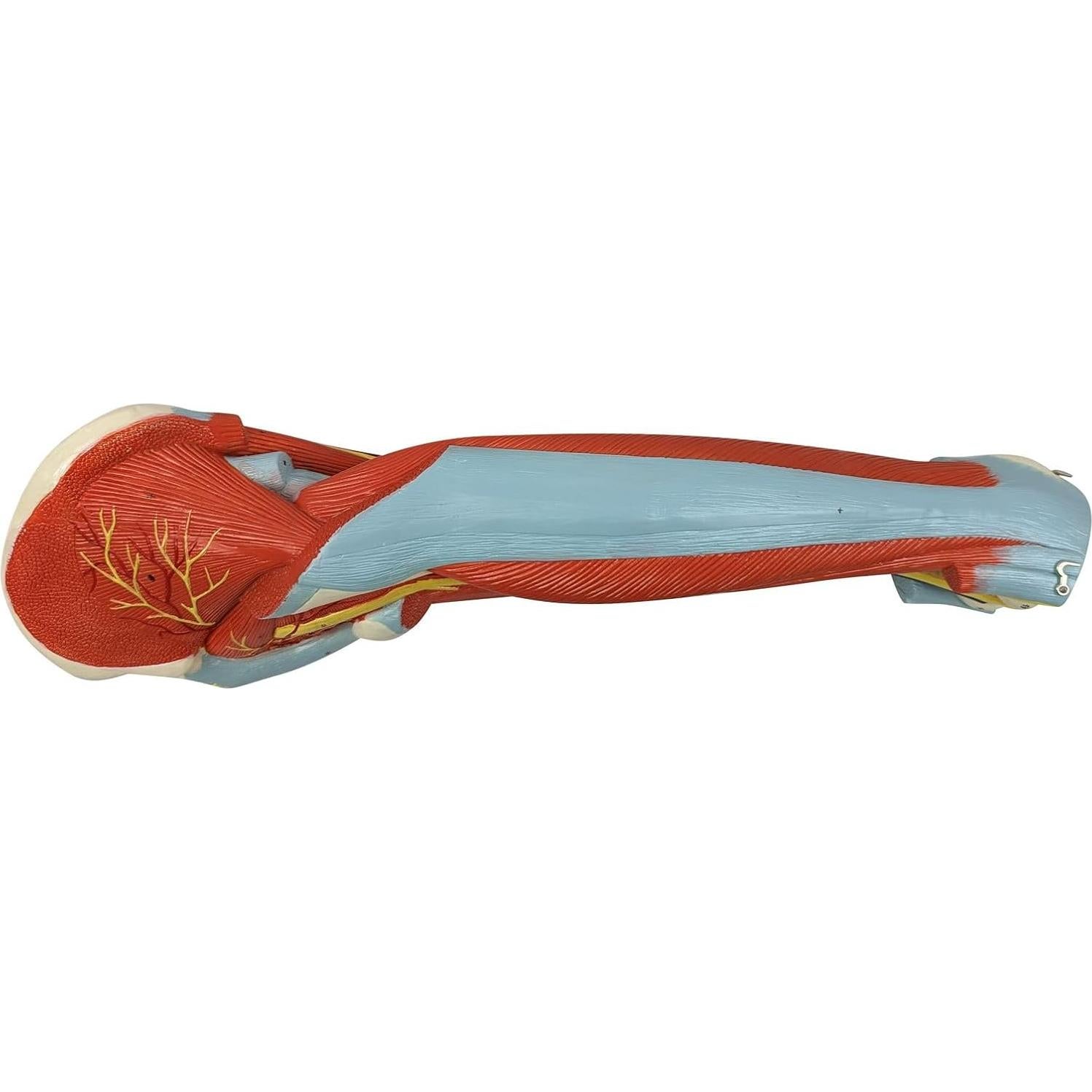 Modelo de Anatomía Muscular de Pierna Humana Axis 106.68cm