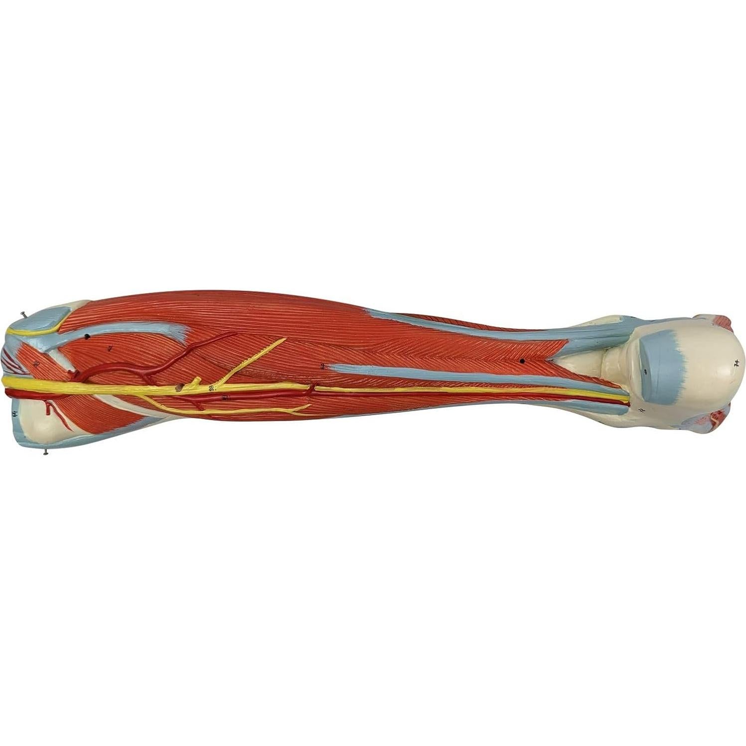 Modelo de Anatomía Muscular de Pierna Humana Axis 106.68cm