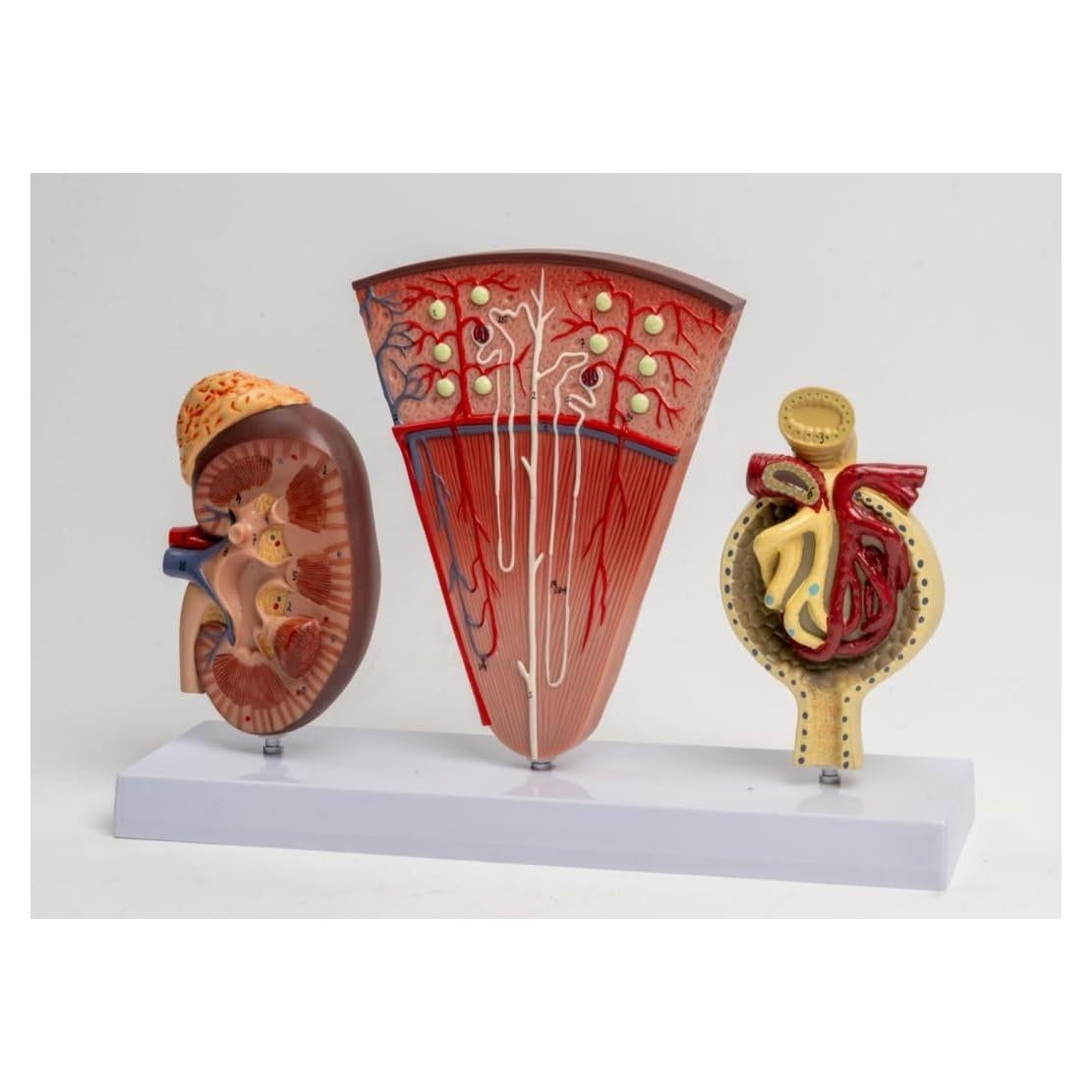 Modelo de Riñón Humano JNMFTD 3 Partes con Manual Educativo