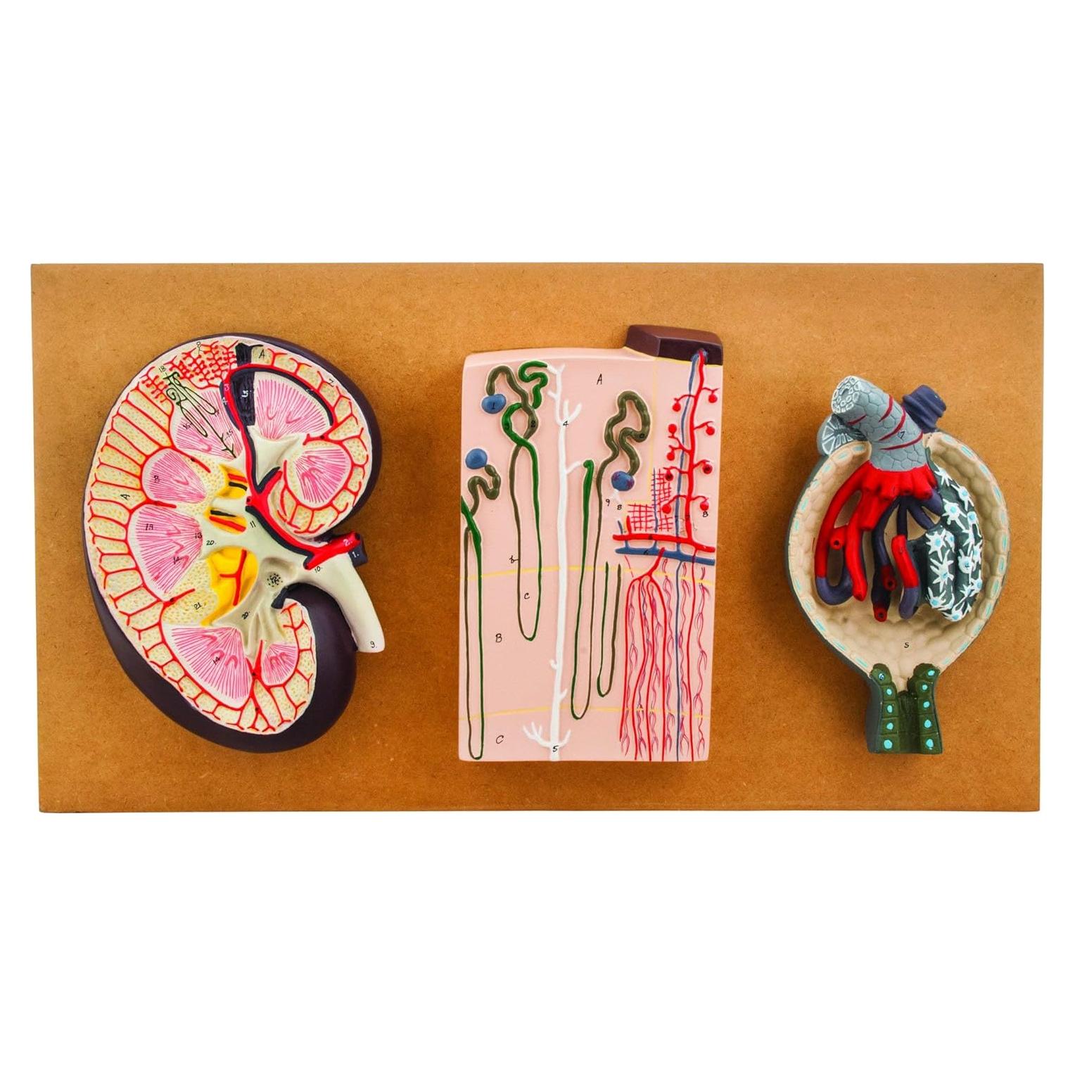 Modelo Humano de Riñón Eisco Labs 3 Secciones Detallado