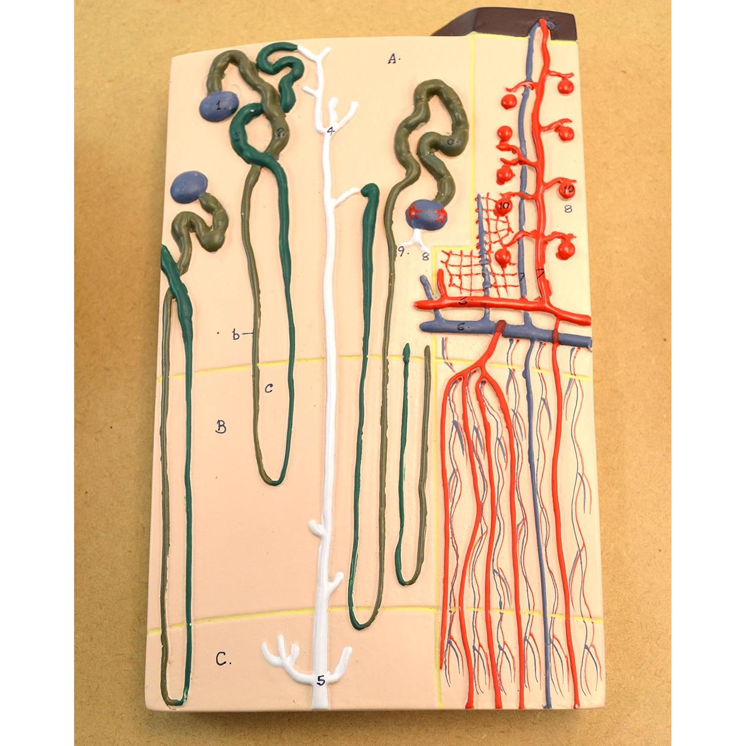 Modelo Humano de Riñón Eisco Labs 3 Secciones Detallado