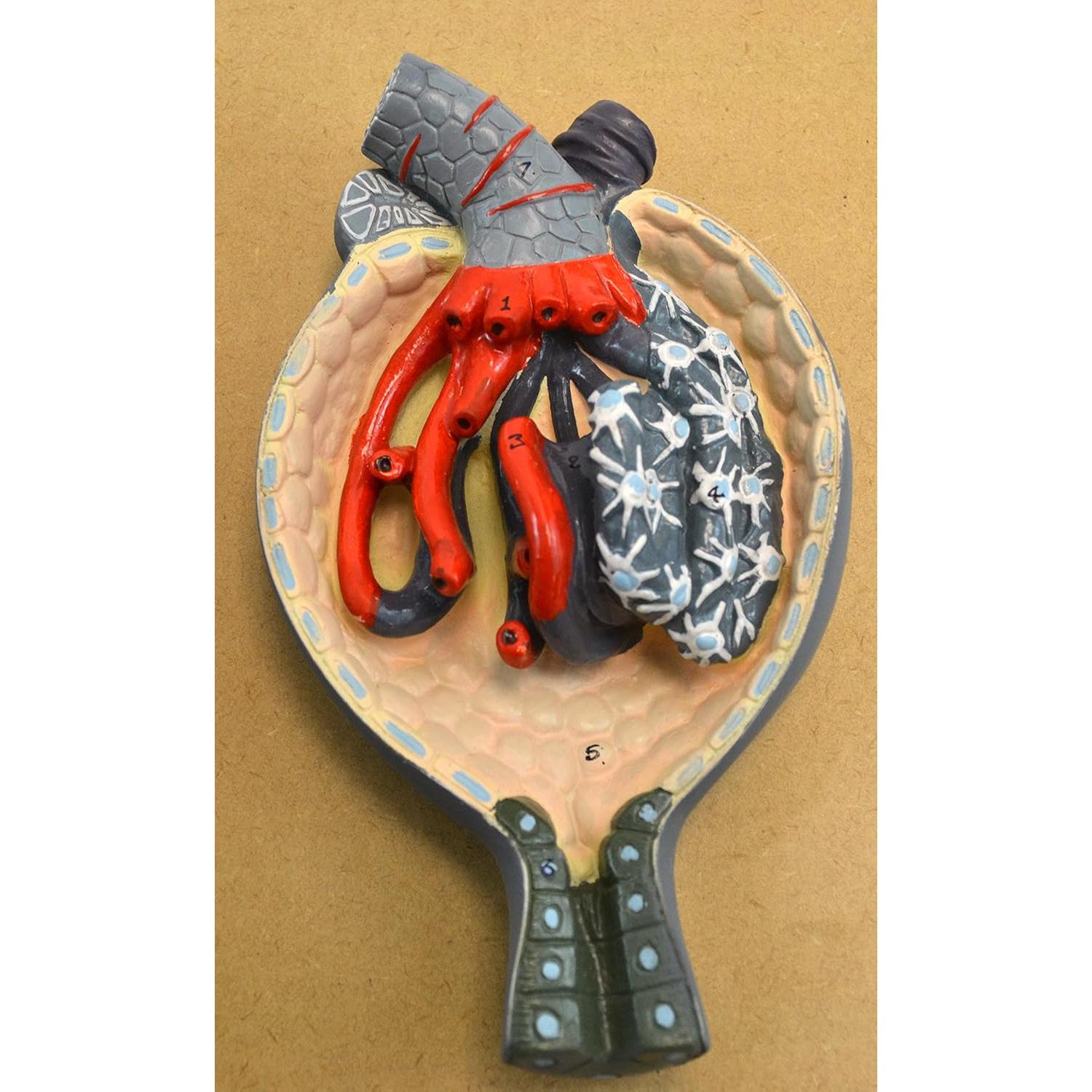 Modelo Humano de Riñón Eisco Labs 3 Secciones Detallado