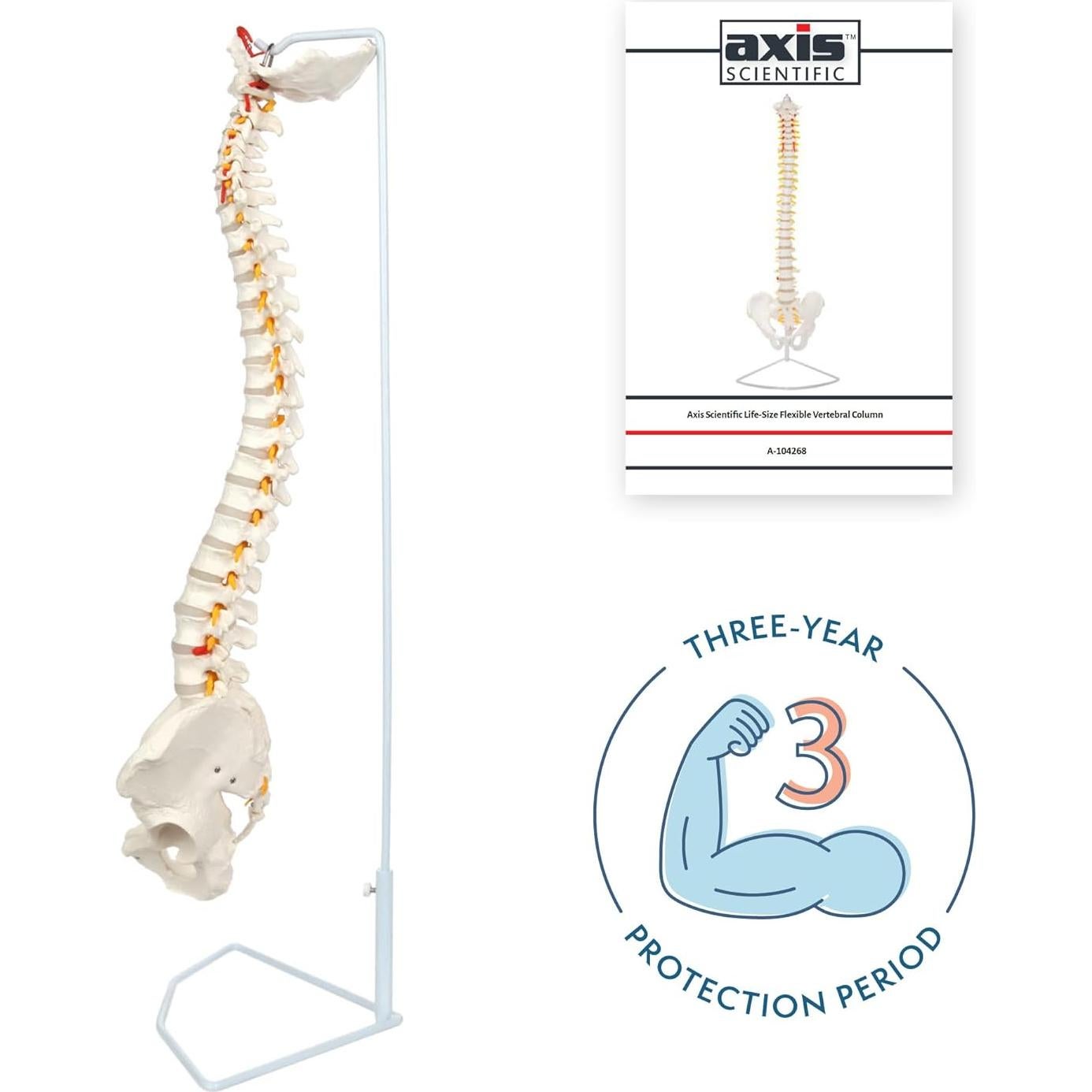 Modelo de Columna Vertebral a Tamaño Real Axis Scientific 31.75cm