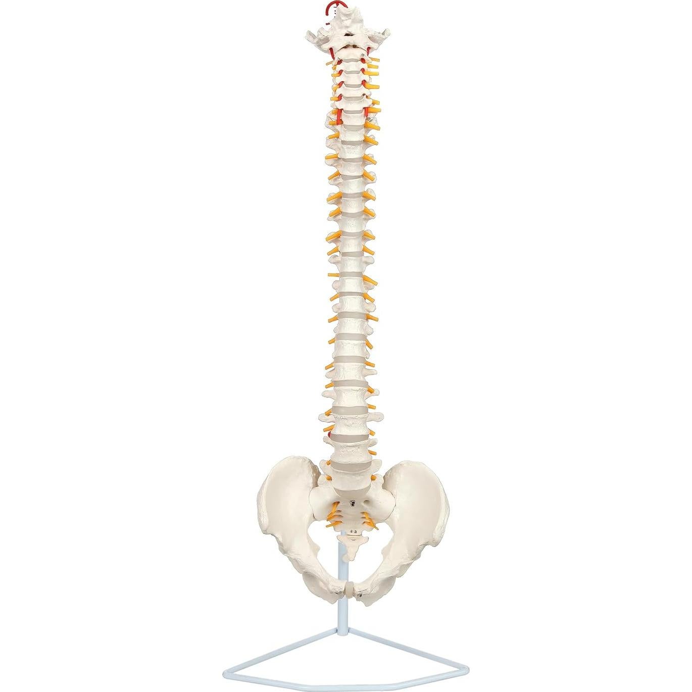 Modelo de Columna Vertebral a Tamaño Real Axis Scientific 31.75cm
