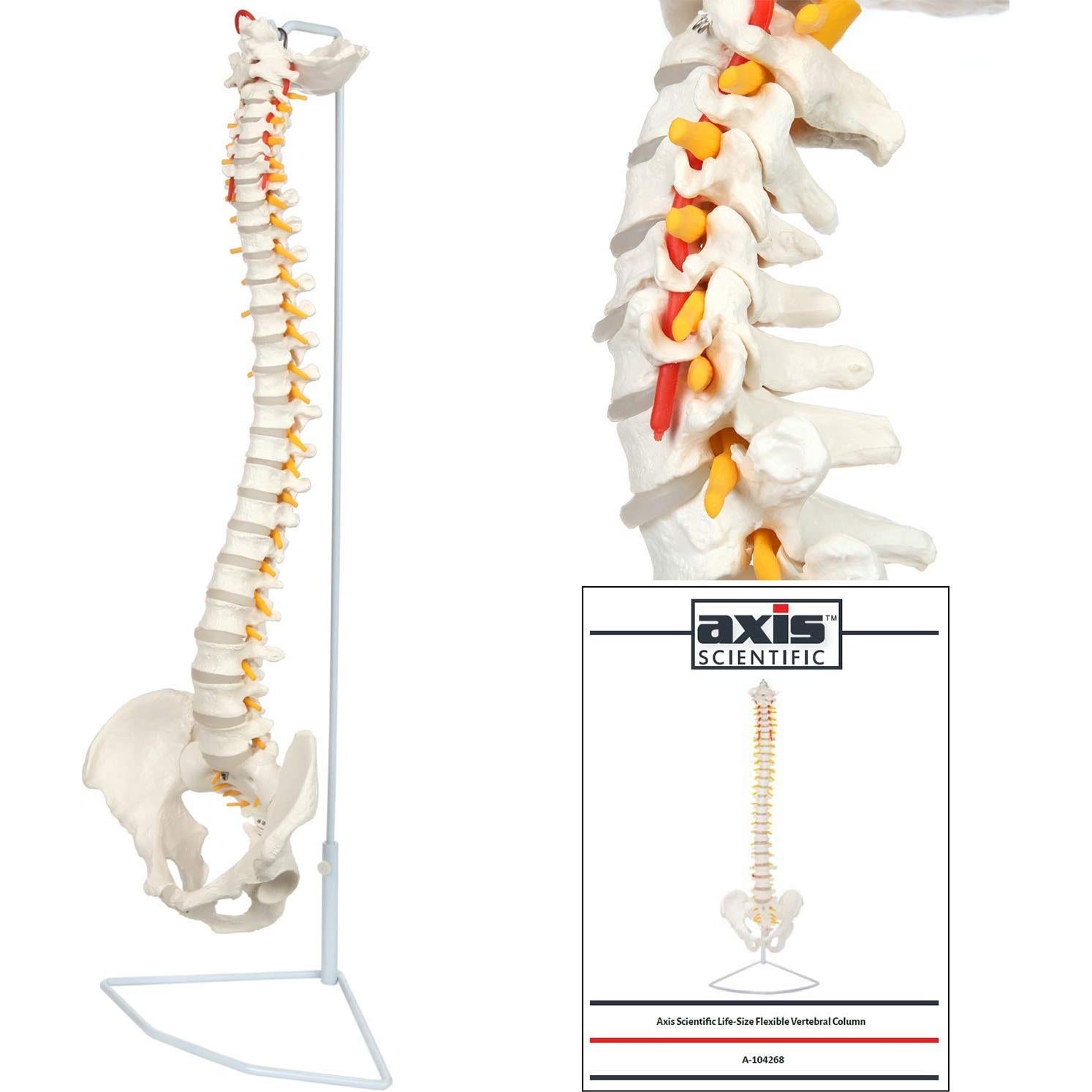 Modelo de Columna Vertebral a Tamaño Real Axis Scientific 31.75cm