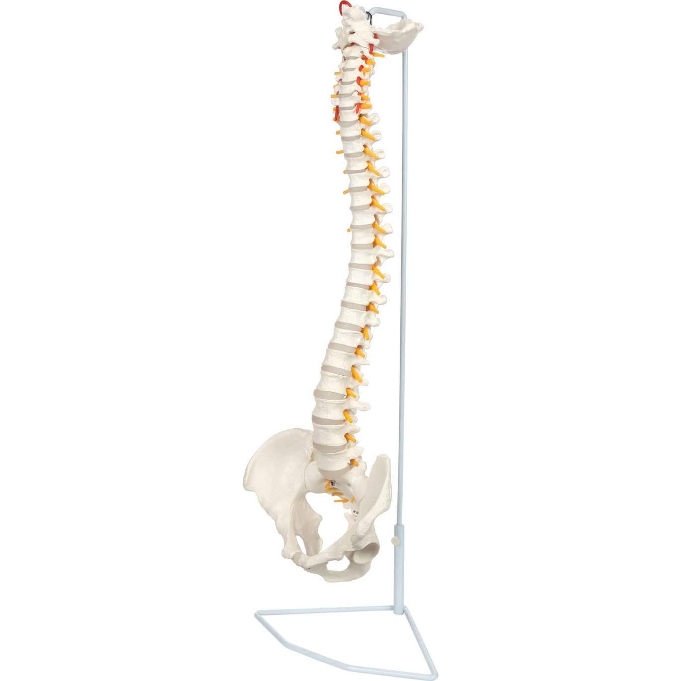 Modelo de Columna Vertebral a Tamaño Real Axis Scientific 31.75cm