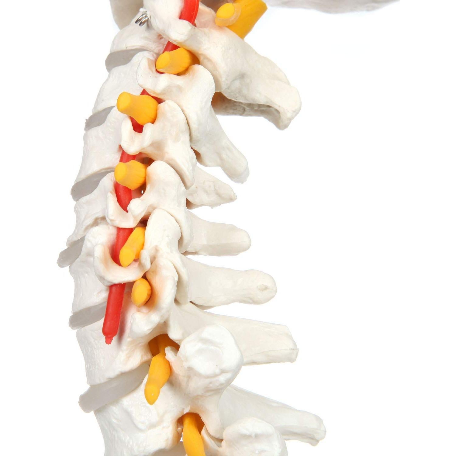 Modelo de Columna Vertebral a Tamaño Real Axis Scientific 31.75cm