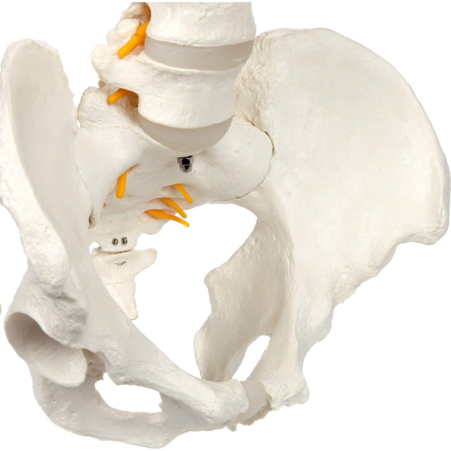 Modelo de Columna Vertebral a Tamaño Real Axis Scientific 31.75cm