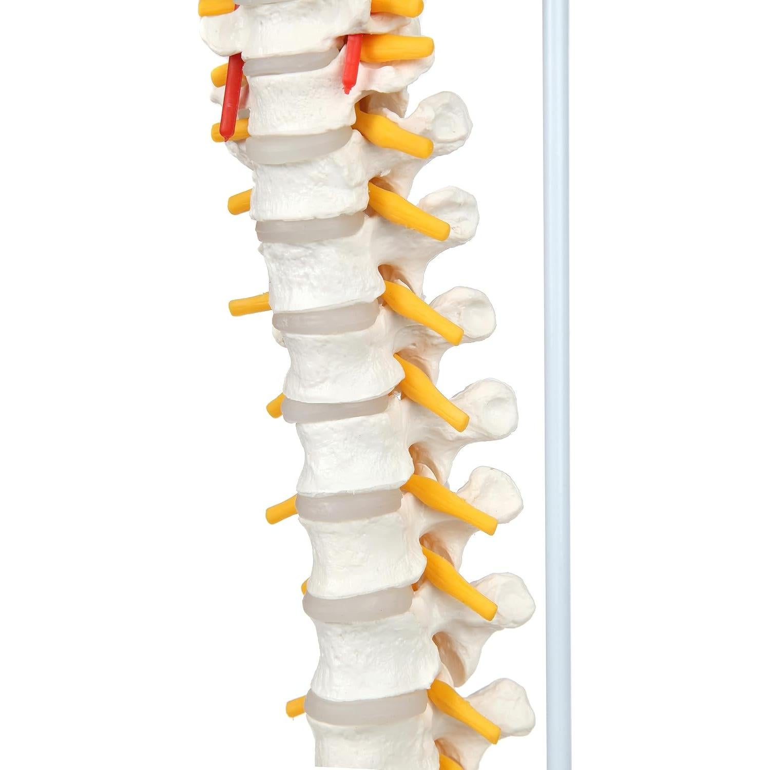 Modelo de Columna Vertebral a Tamaño Real Axis Scientific 31.75cm