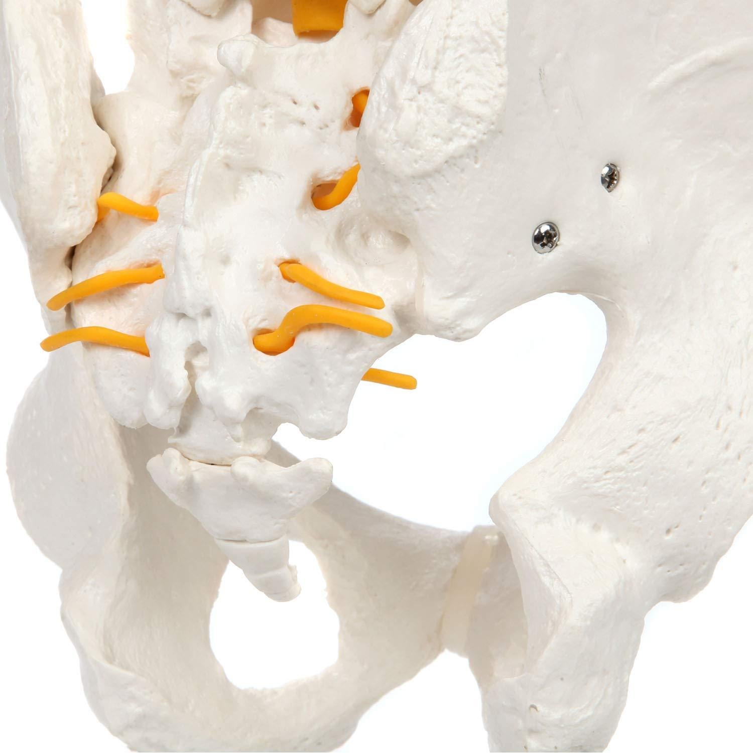 Modelo de Columna Vertebral a Tamaño Real Axis Scientific 31.75cm