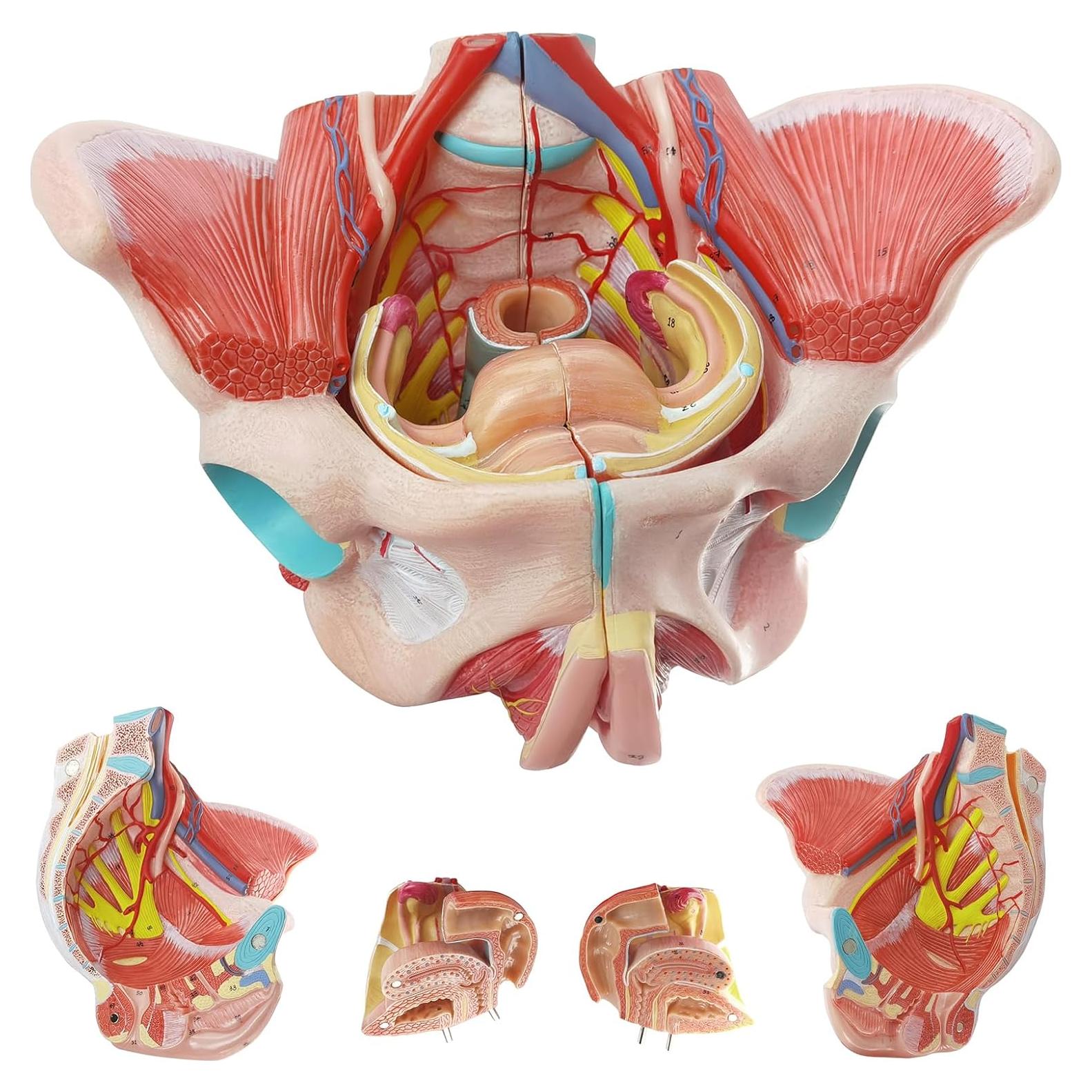 Modelo de Pelvis Humana Femenina 1:1 con Órganos Removibles