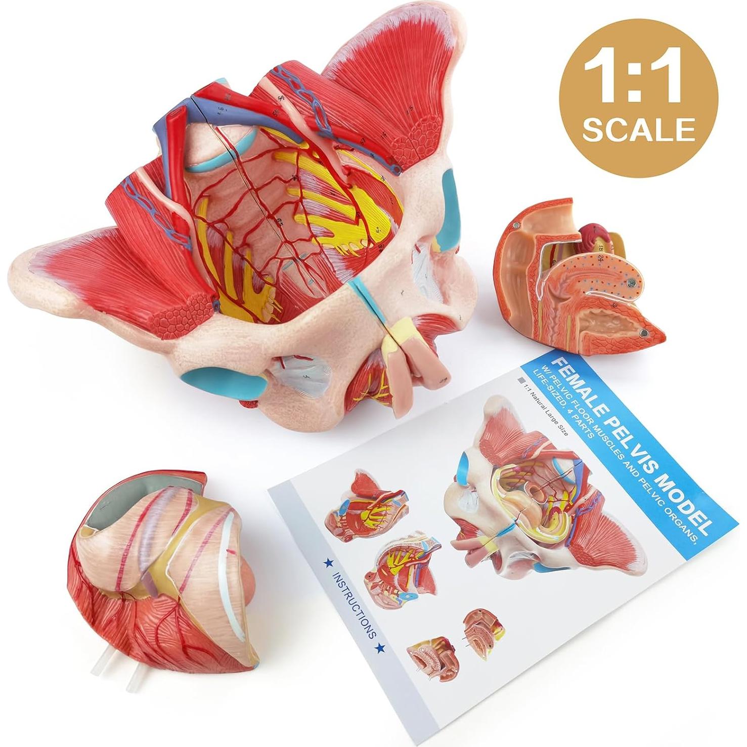Modelo de Pelvis Humana Femenina 1:1 con Órganos Removibles