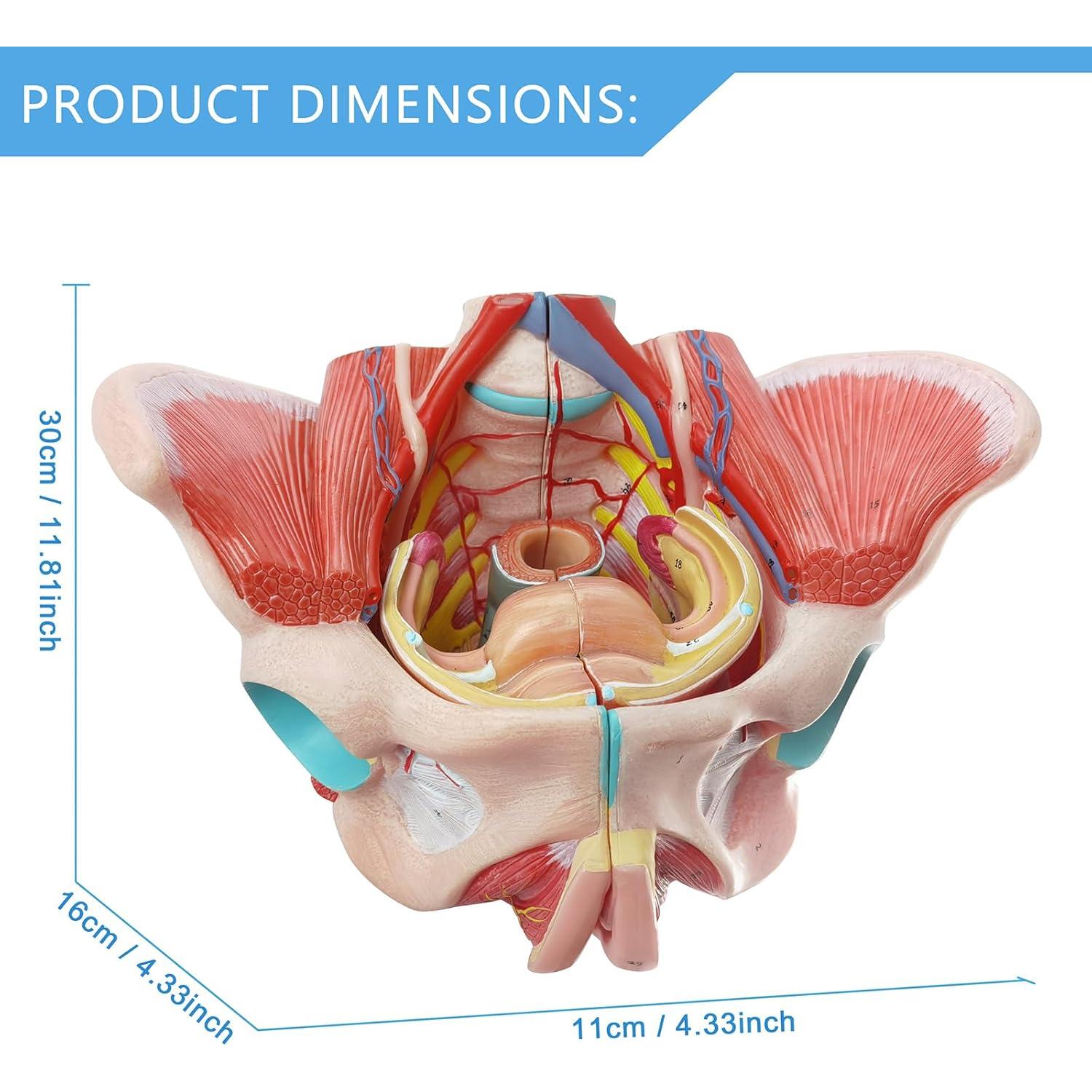 Modelo de Pelvis Humana Femenina 1:1 con Órganos Removibles