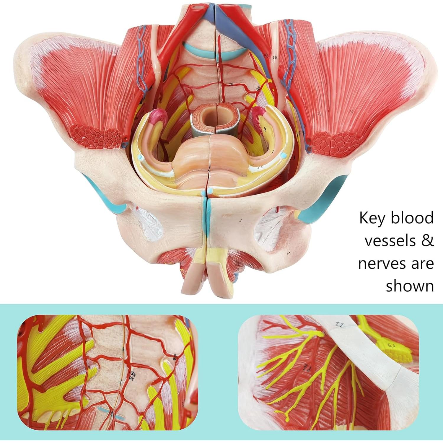 Modelo de Pelvis Humana Femenina 1:1 con Órganos Removibles