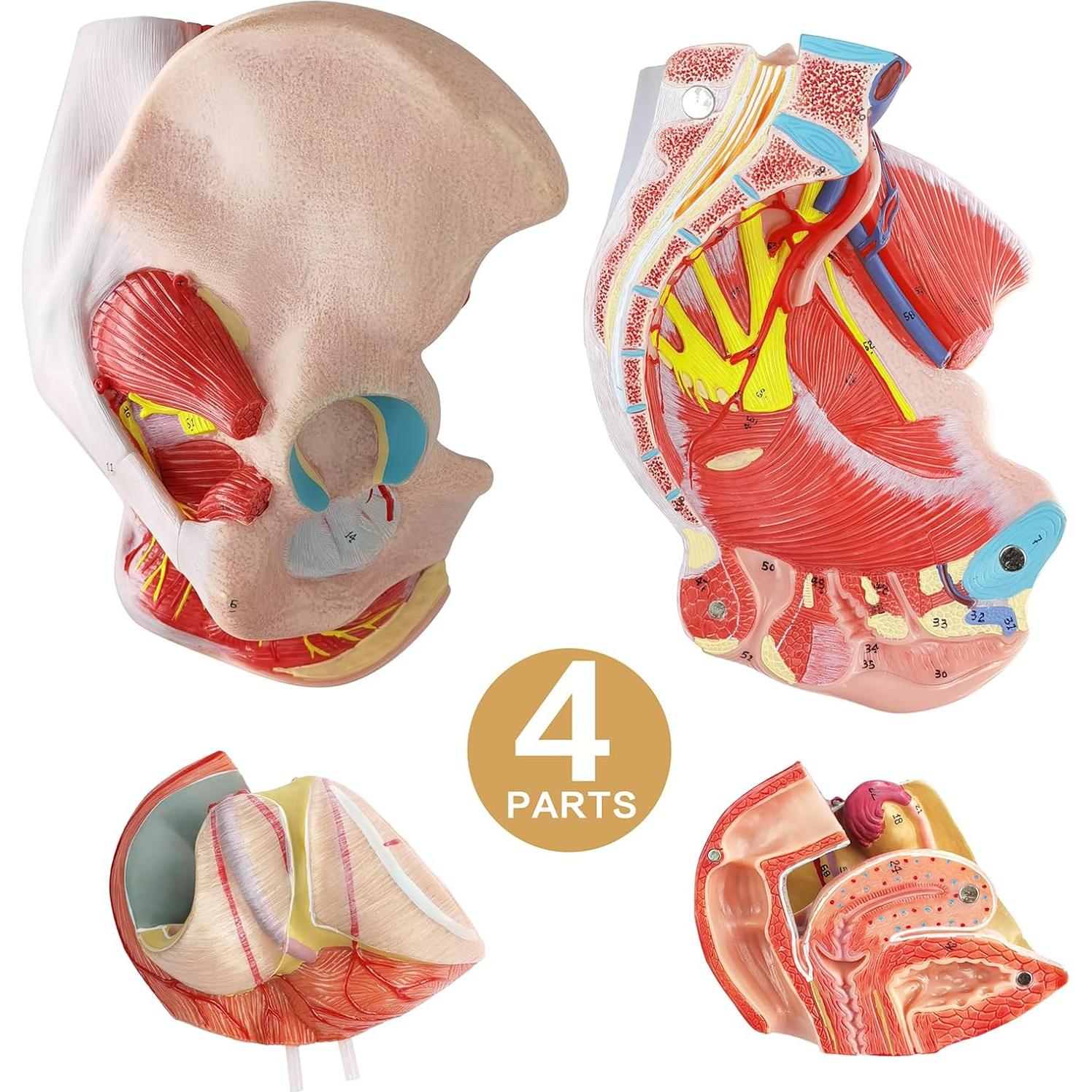 Modelo de Pelvis Humana Femenina 1:1 con Órganos Removibles