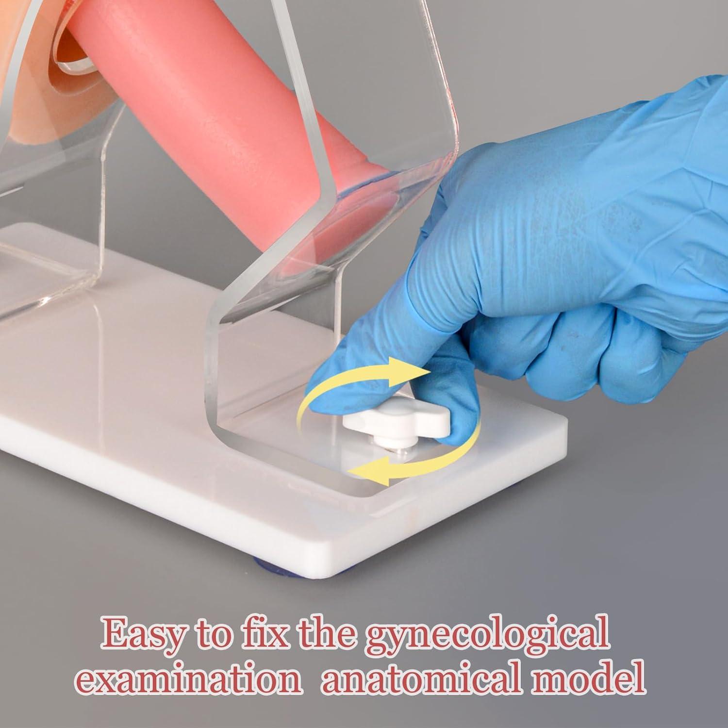 Modelo Anatómico de Salud Pélvica MedEduQuest - Entrenamiento Ginecológico