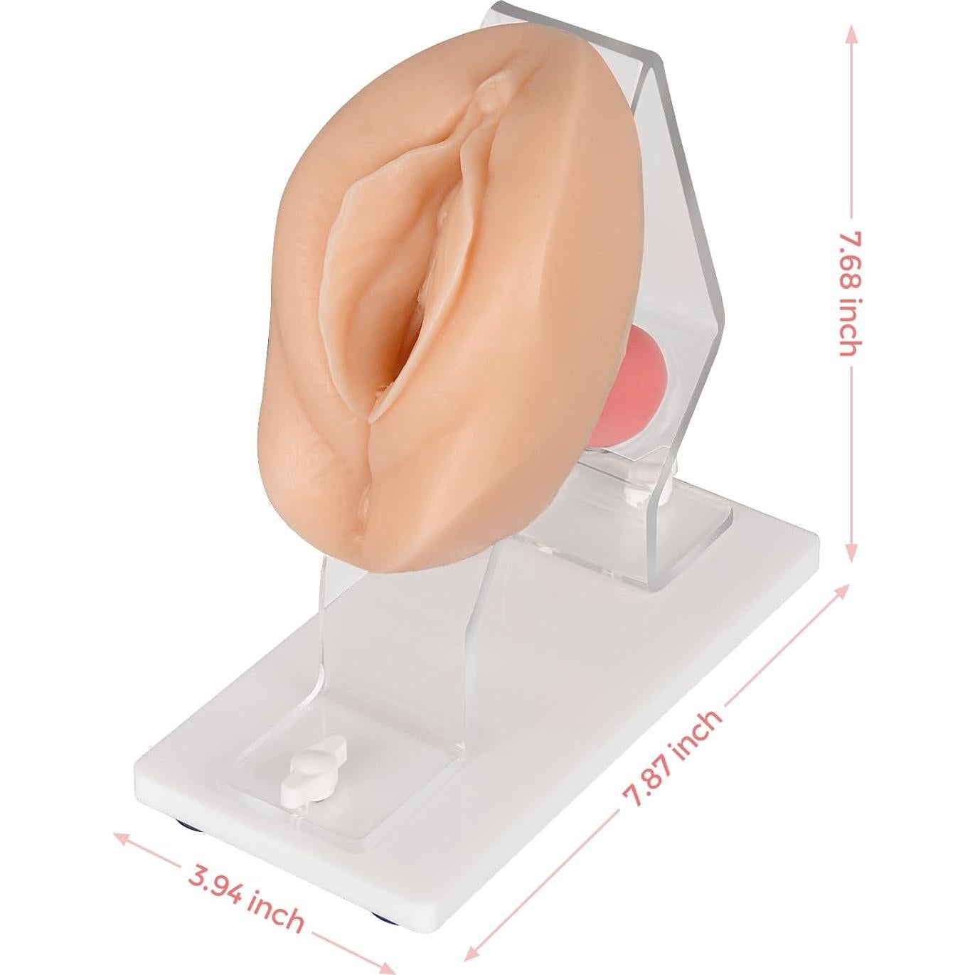 Modelo Anatómico de Salud Pélvica MedEduQuest - Entrenamiento Ginecológico