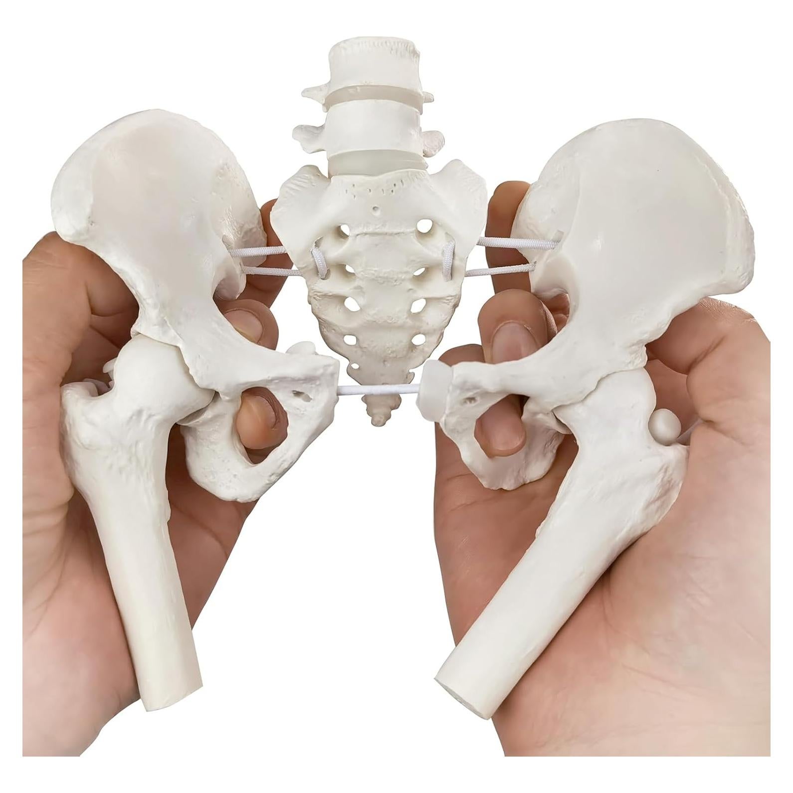 Modelo de Pelvis Femenina Merinden con Cabezas de Fémur Móviles