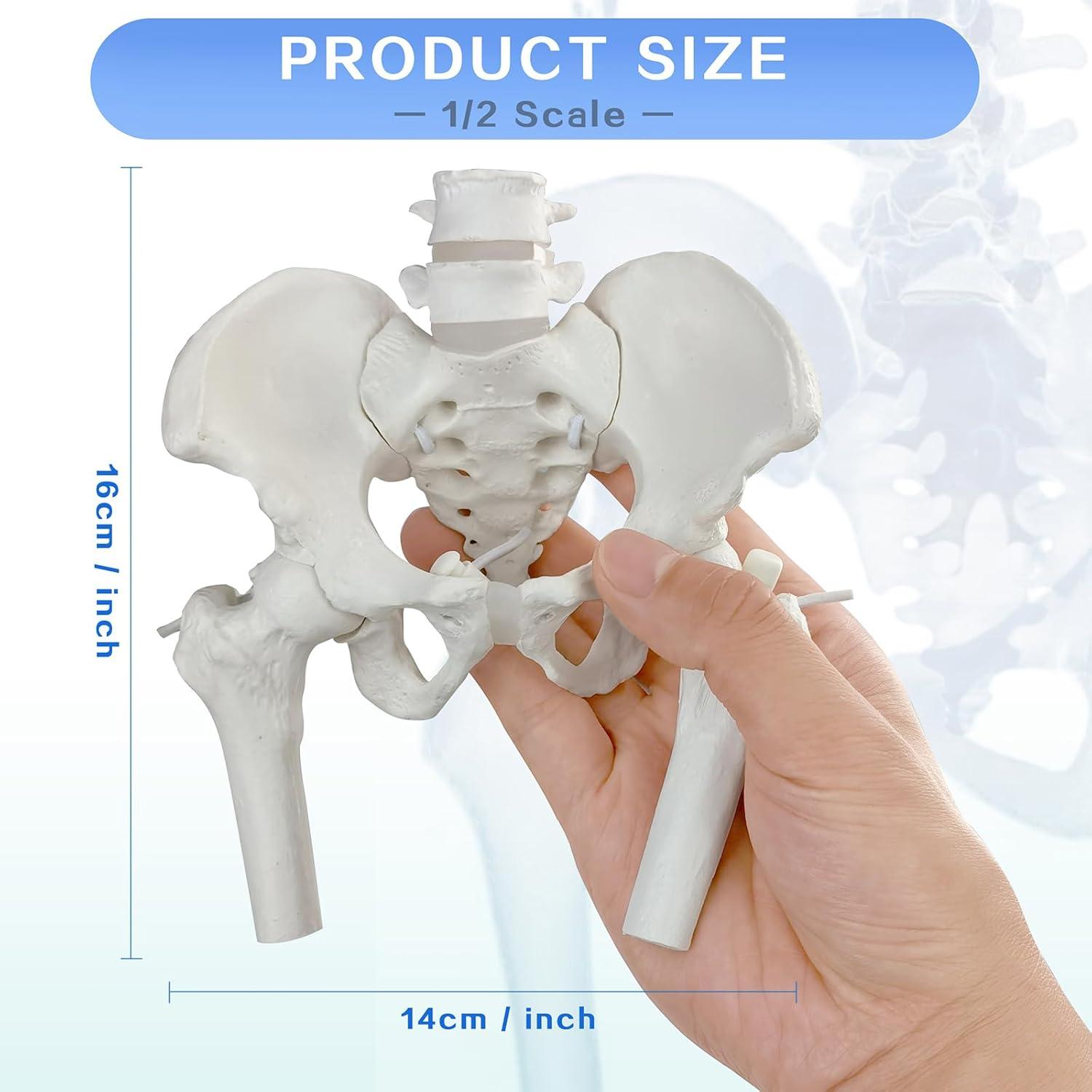 Modelo de Pelvis Femenina Merinden con Cabezas de Fémur Móviles