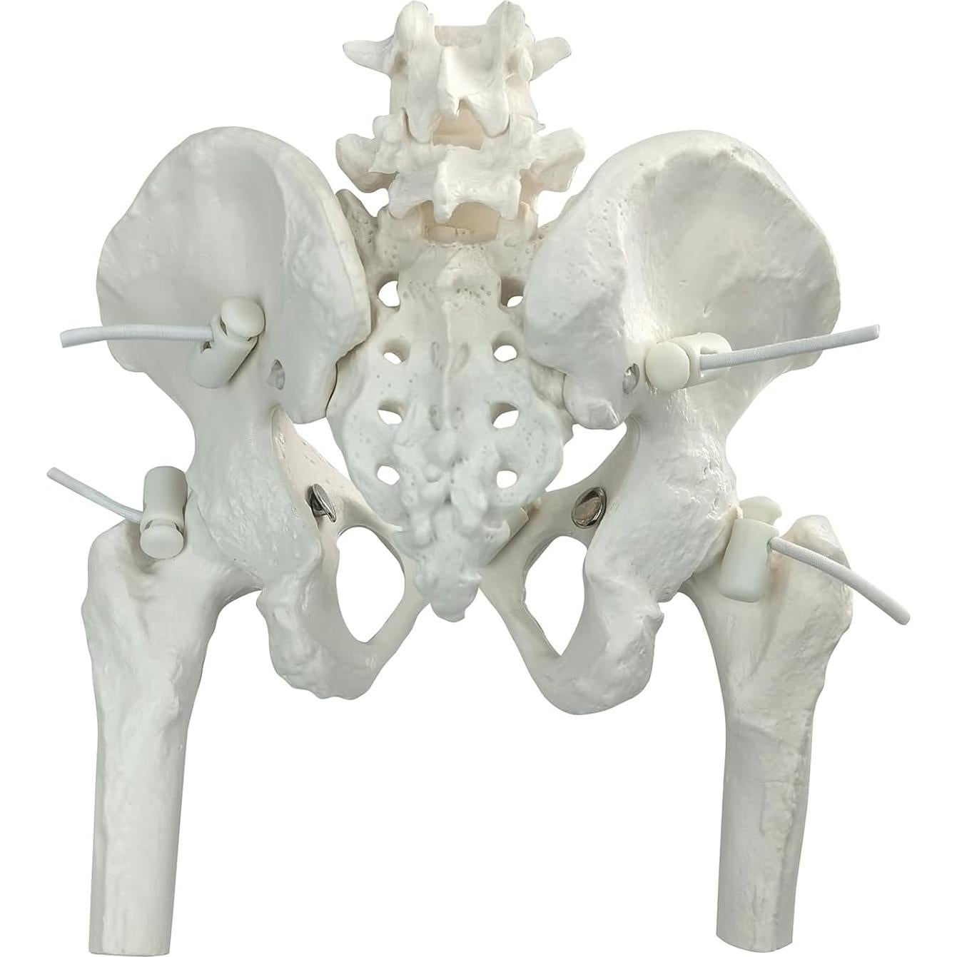 Modelo de Pelvis Femenina Merinden con Cabezas de Fémur Móviles