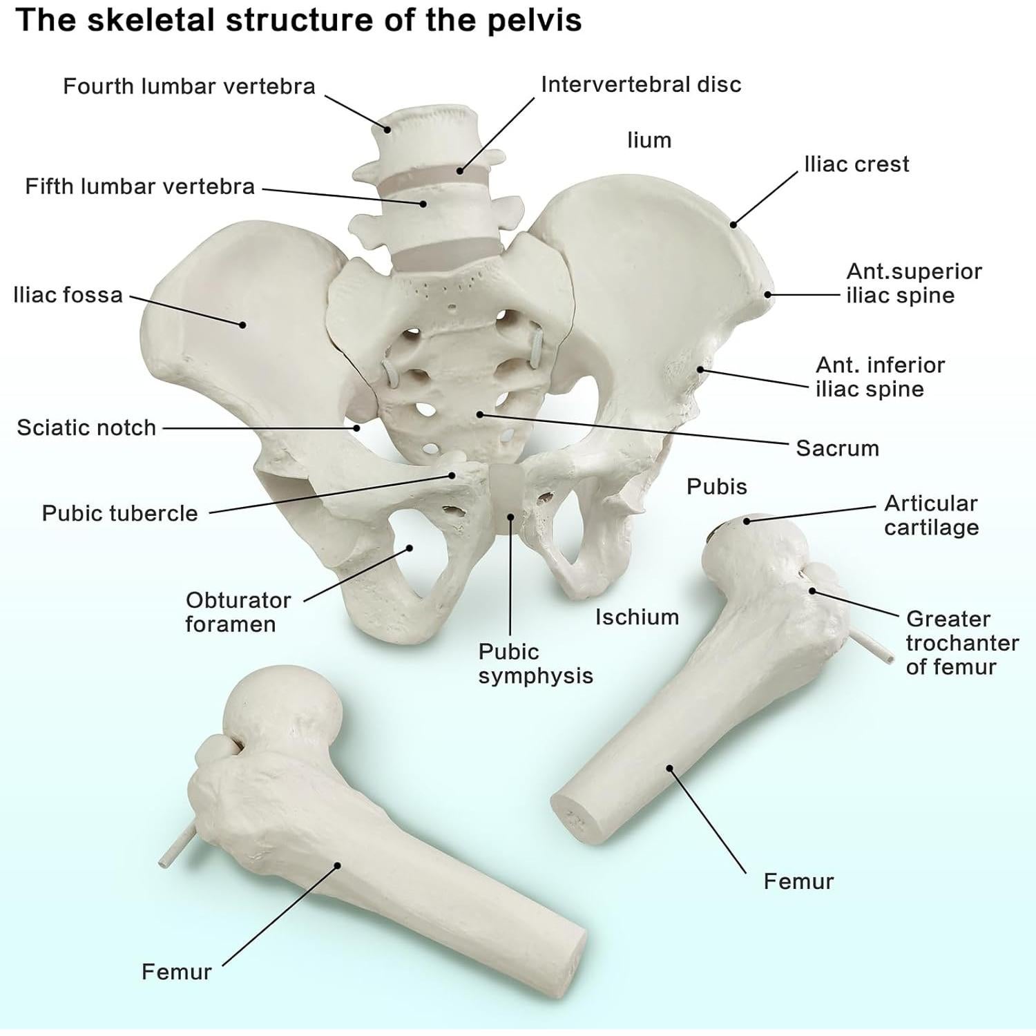 Modelo de Pelvis Femenina Merinden con Cabezas de Fémur Móviles