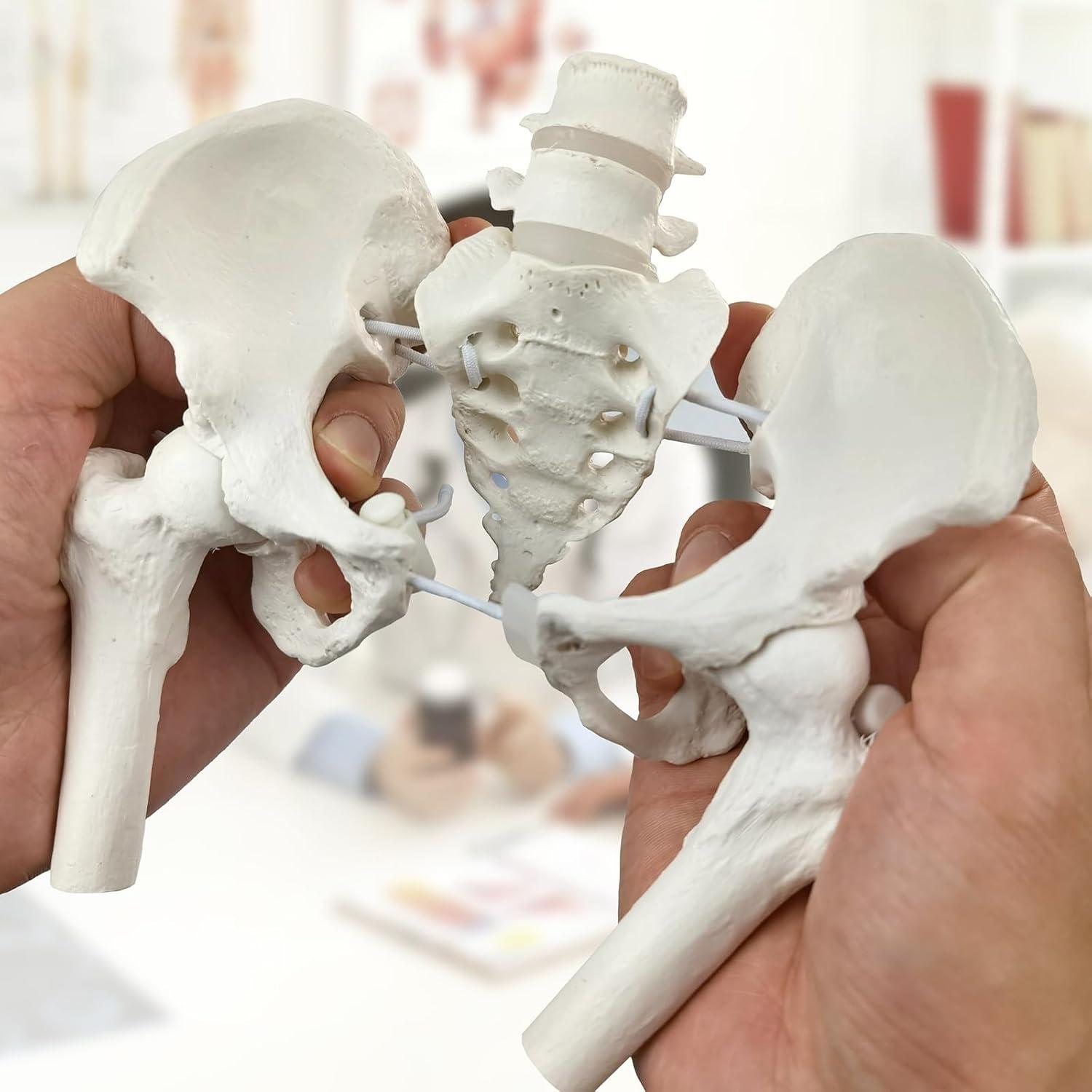 Modelo de Pelvis Femenina Merinden con Cabezas de Fémur Móviles