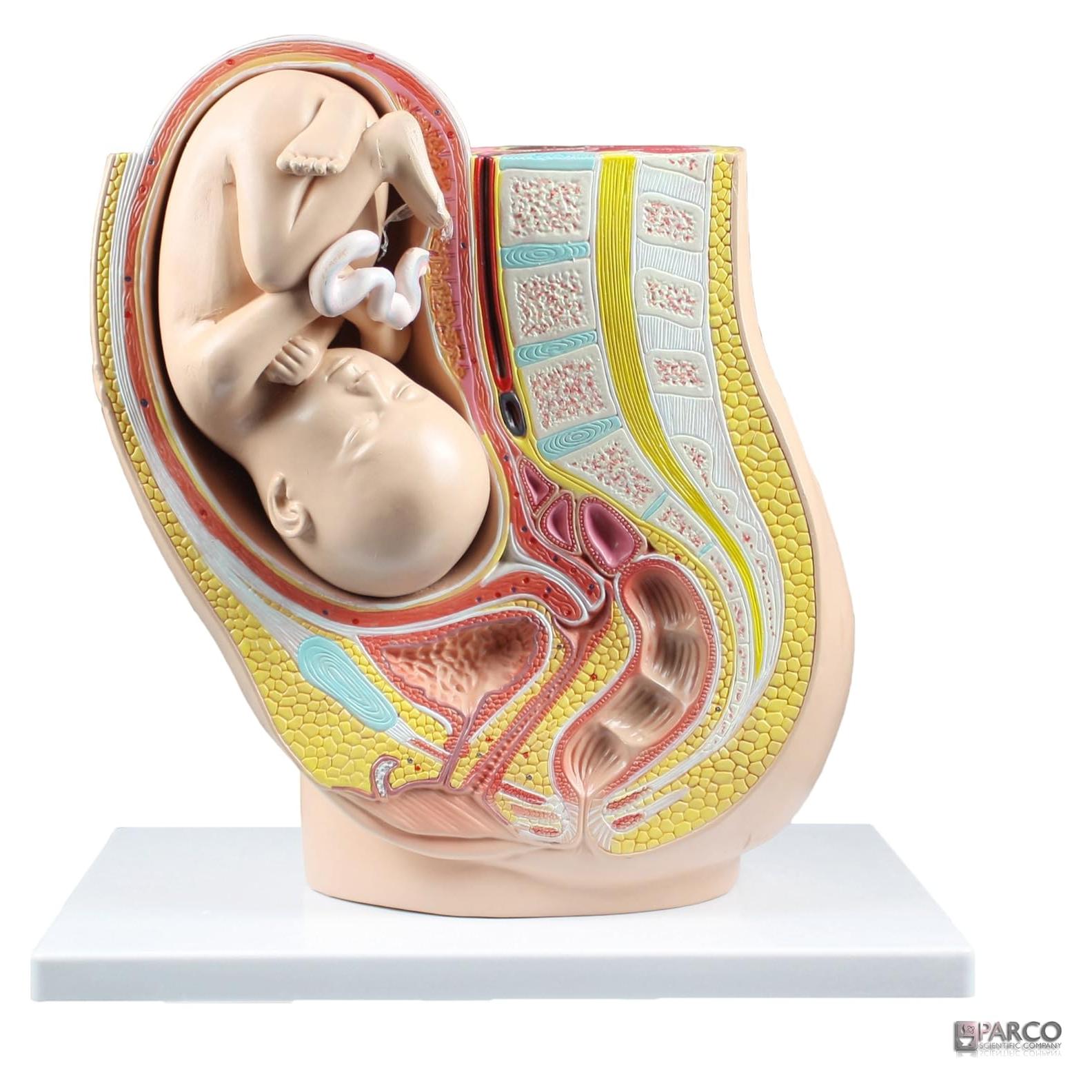 Modelo de Pelvis Humana Embarazo Parco Scientific PB00111 3.19 kg