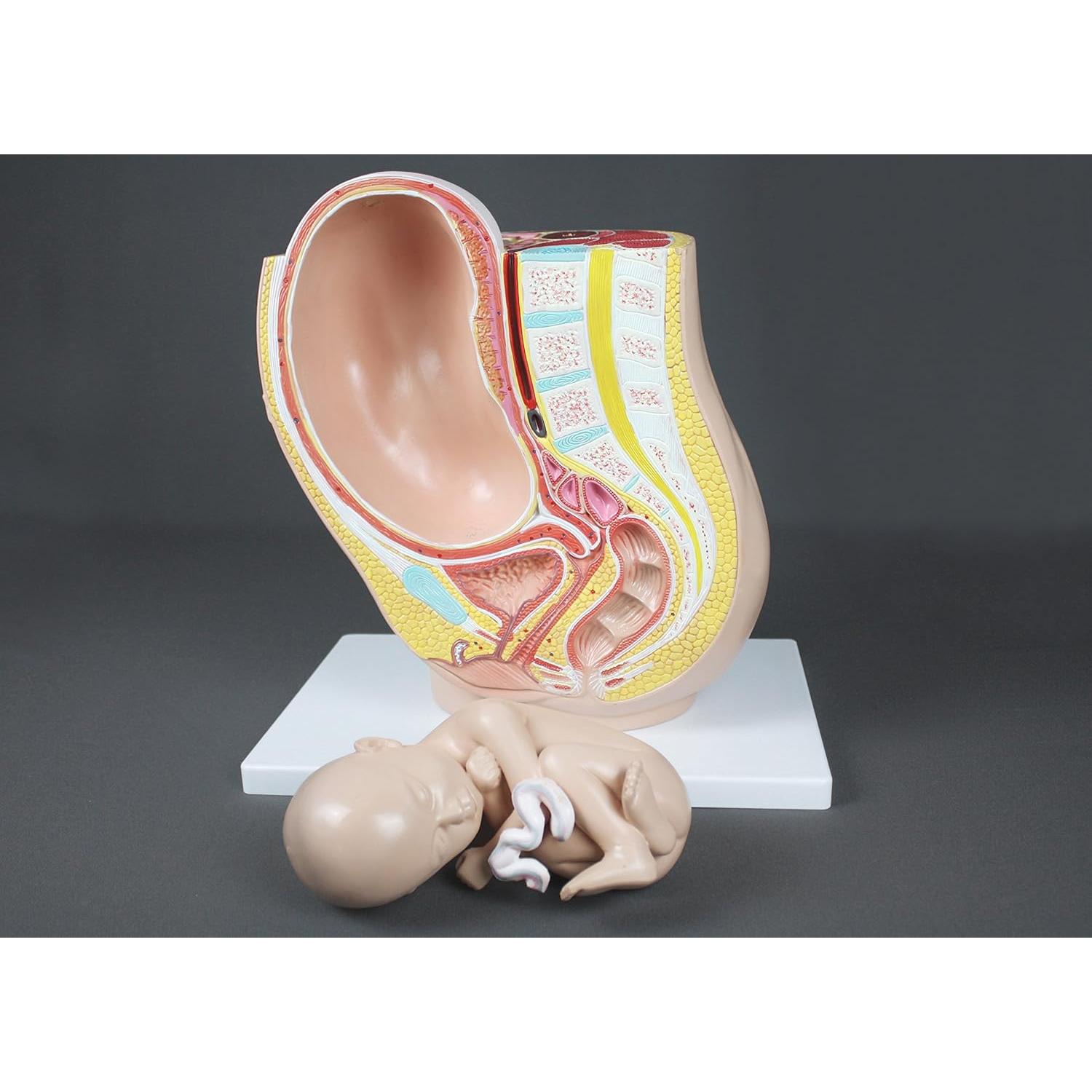 Modelo de Pelvis Humana Embarazo Parco Scientific PB00111 3.19 kg