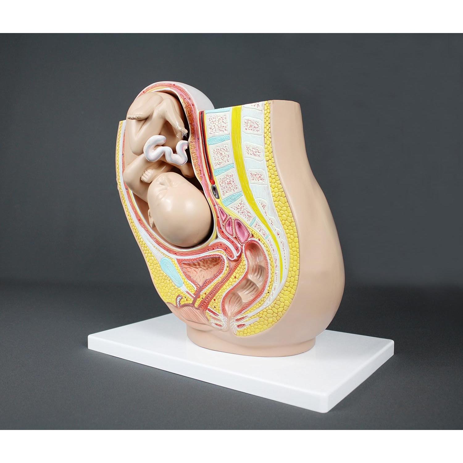 Modelo de Pelvis Humana Embarazo Parco Scientific PB00111 3.19 kg