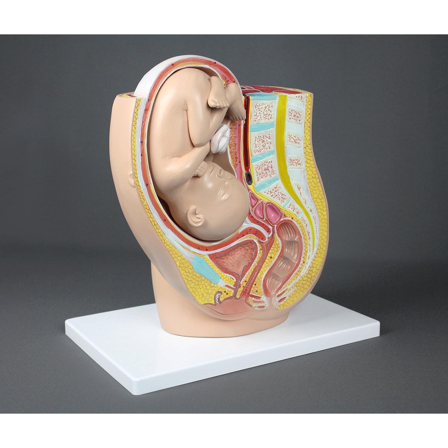 Modelo de Pelvis Humana Embarazo Parco Scientific PB00111 3.19 kg