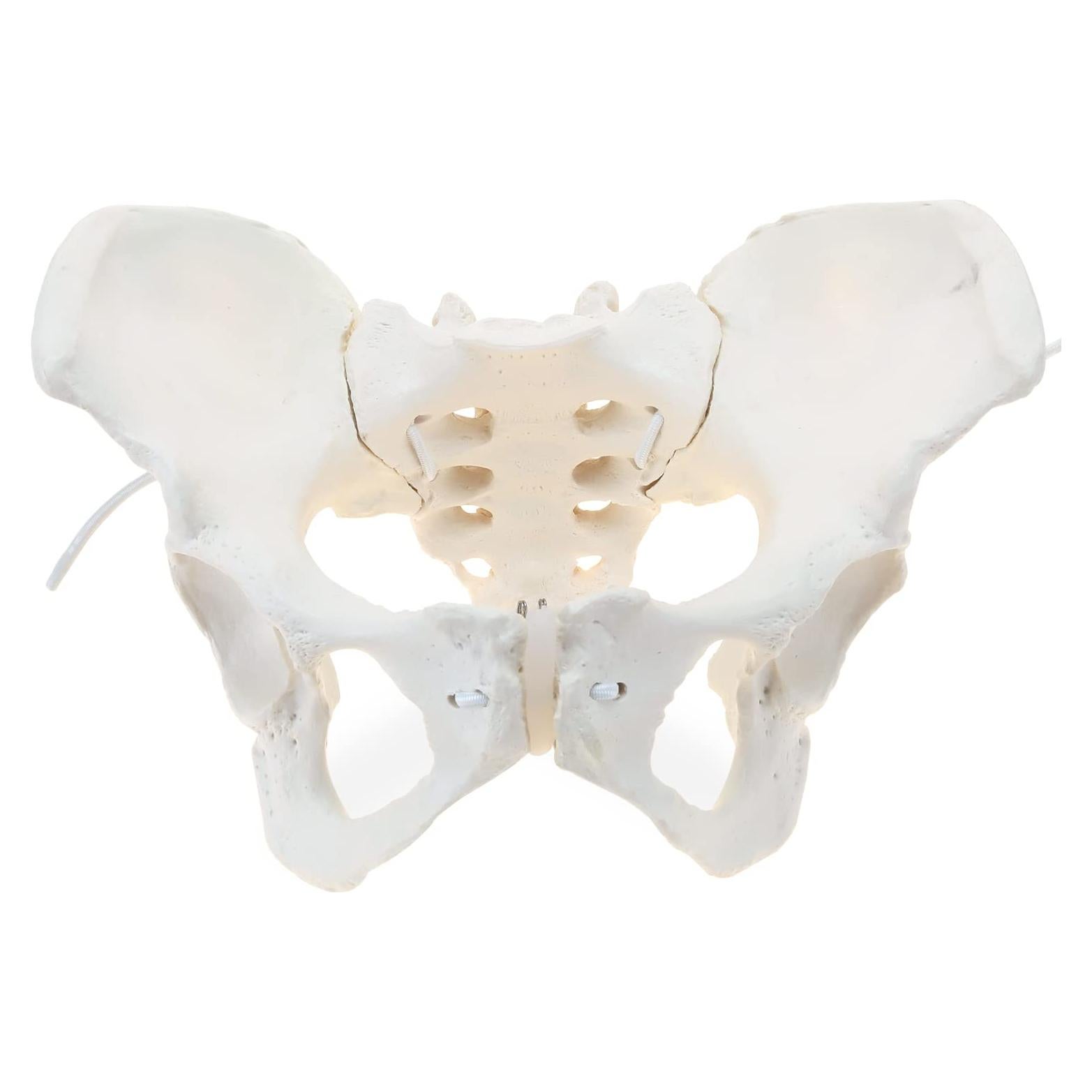 Modelo de Pelvis Femenina LYOU Tamaño Real Flexible 24.4x17 cm