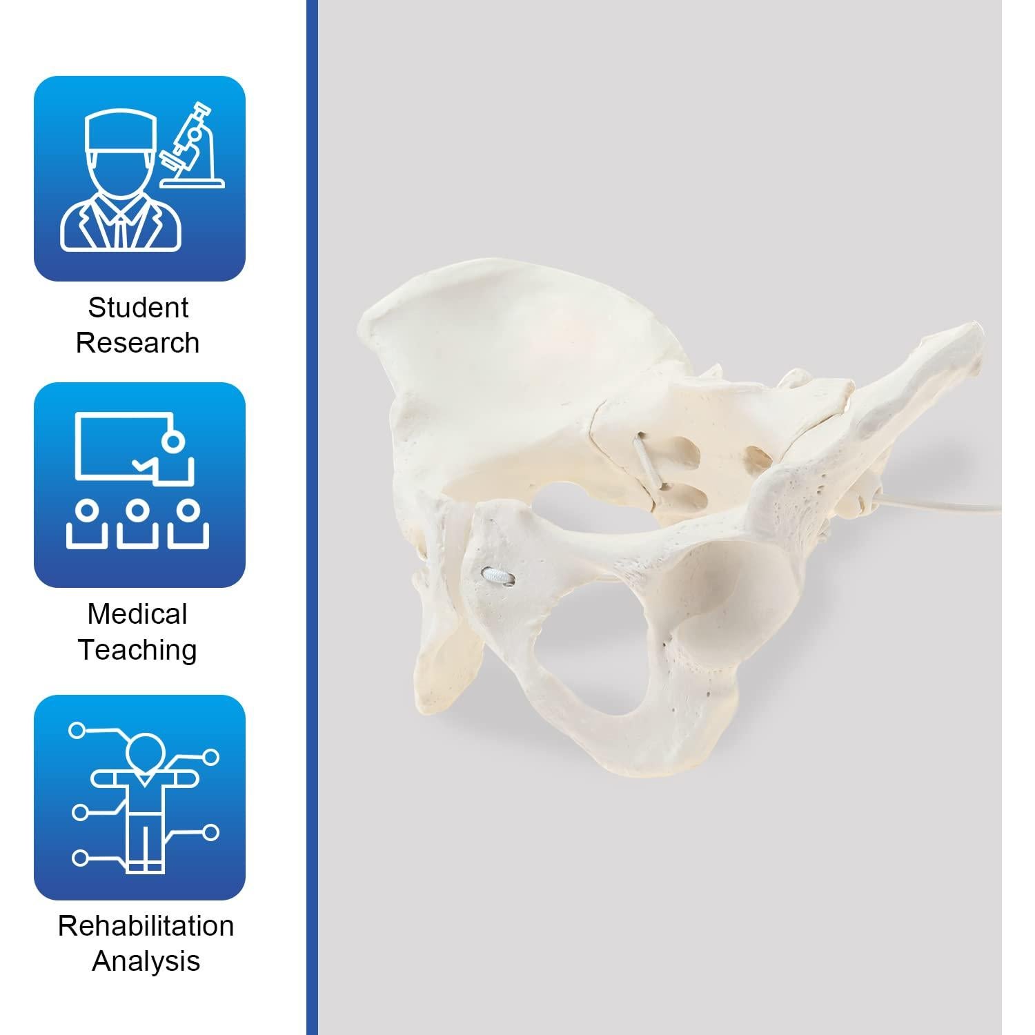 Modelo de Pelvis Femenina LYOU Tamaño Real Flexible 24.4x17 cm