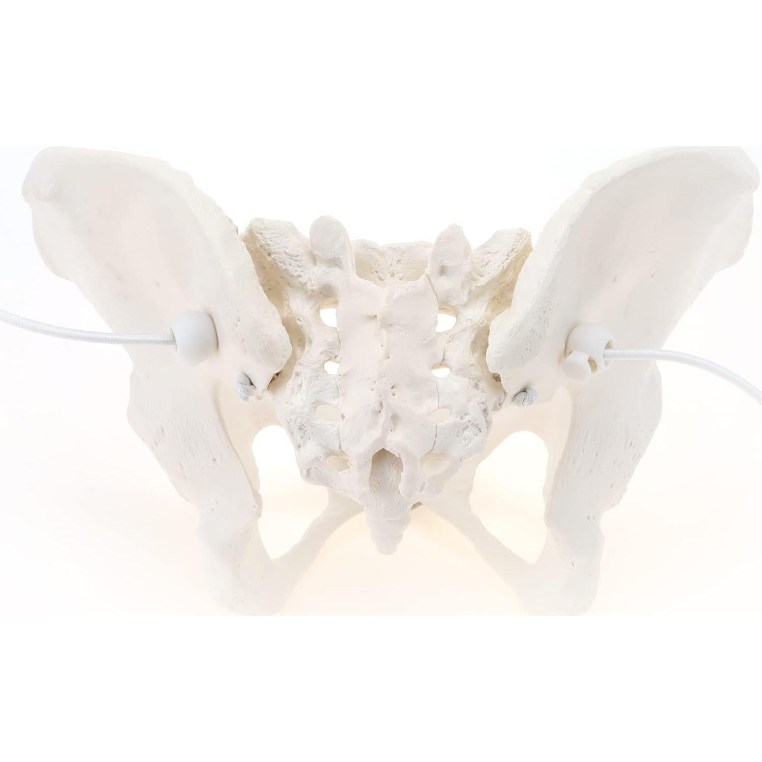Modelo de Pelvis Femenina LYOU Tamaño Real Flexible 24.4x17 cm