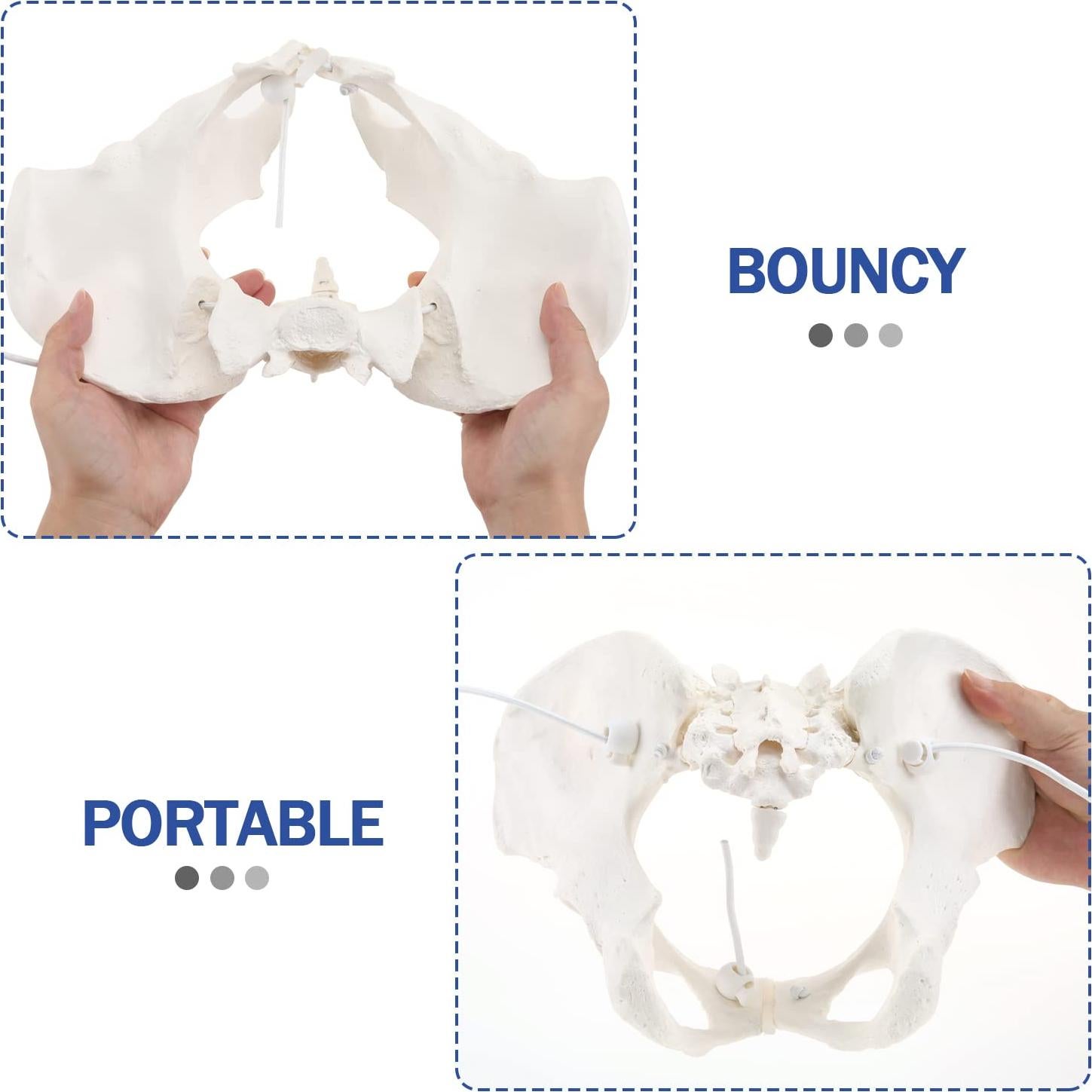 Modelo de Pelvis Femenina LYOU Tamaño Real Flexible 24.4x17 cm