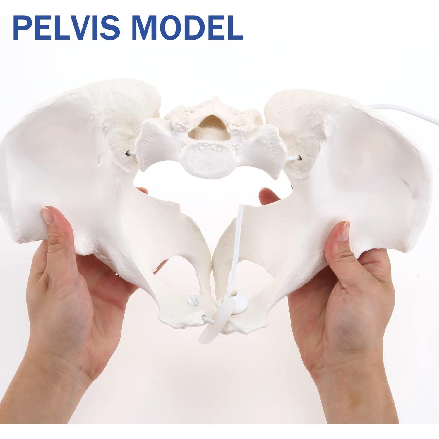 Modelo de Pelvis Femenina LYOU Tamaño Real Flexible 24.4x17 cm