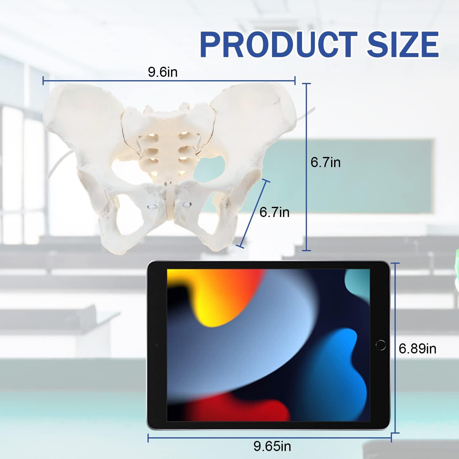 Modelo de Pelvis Femenina LYOU Tamaño Real Flexible 24.4x17 cm