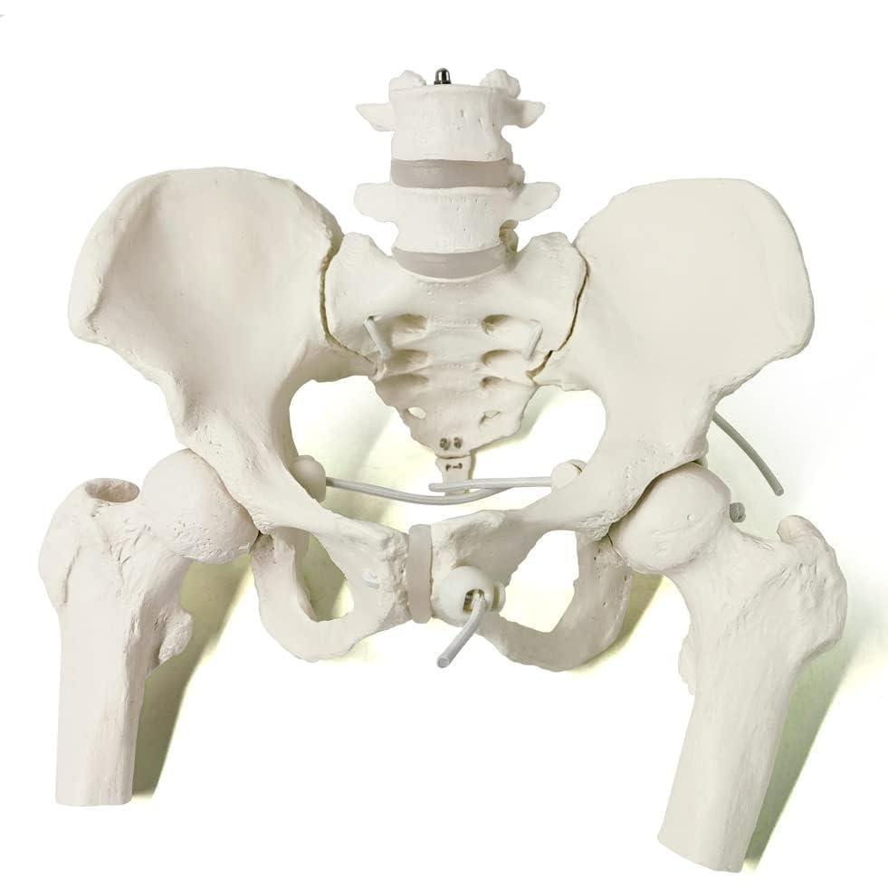 Esqueleto de Pelvis Femenina Flexible Nuevo Horizonte 24.9x22.9 cm
