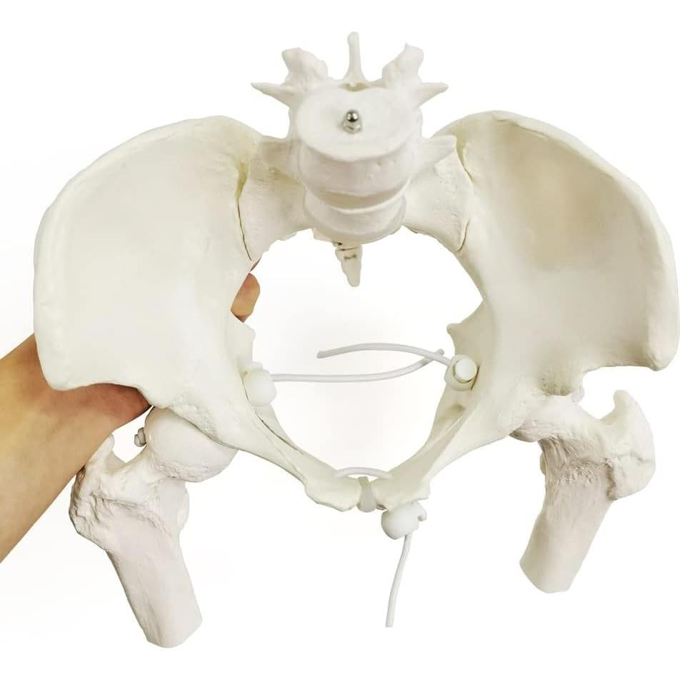 Esqueleto de Pelvis Femenina Flexible Nuevo Horizonte 24.9x22.9 cm