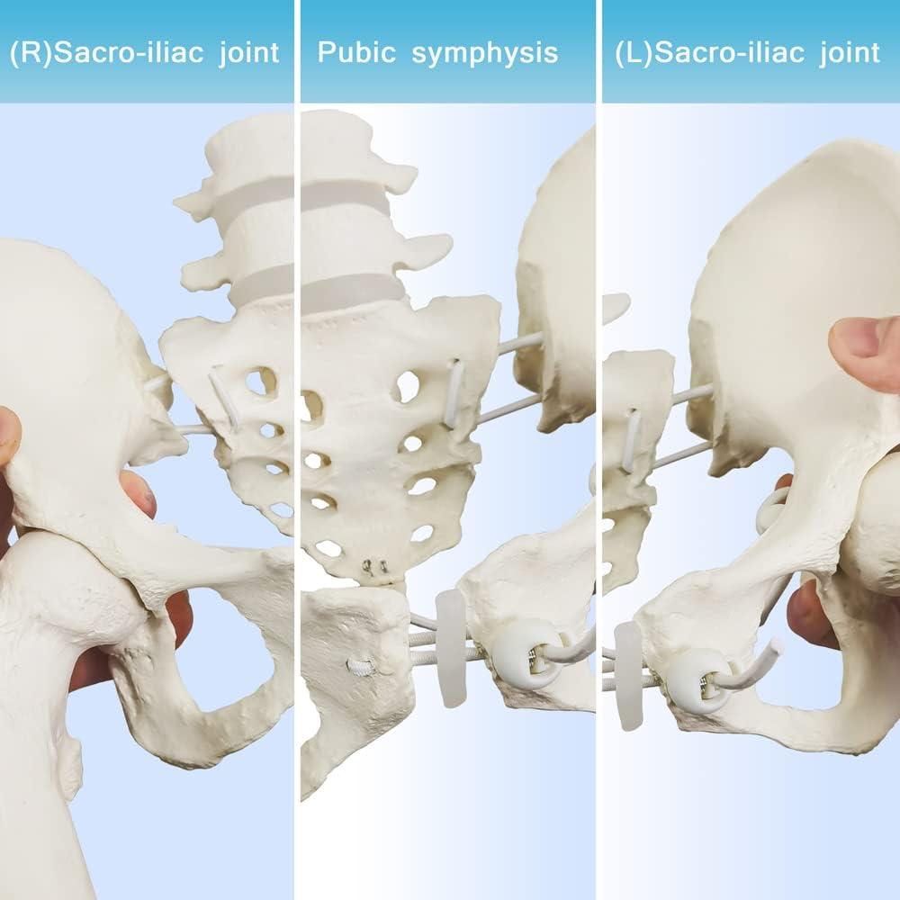 Esqueleto de Pelvis Femenina Flexible Nuevo Horizonte 24.9x22.9 cm