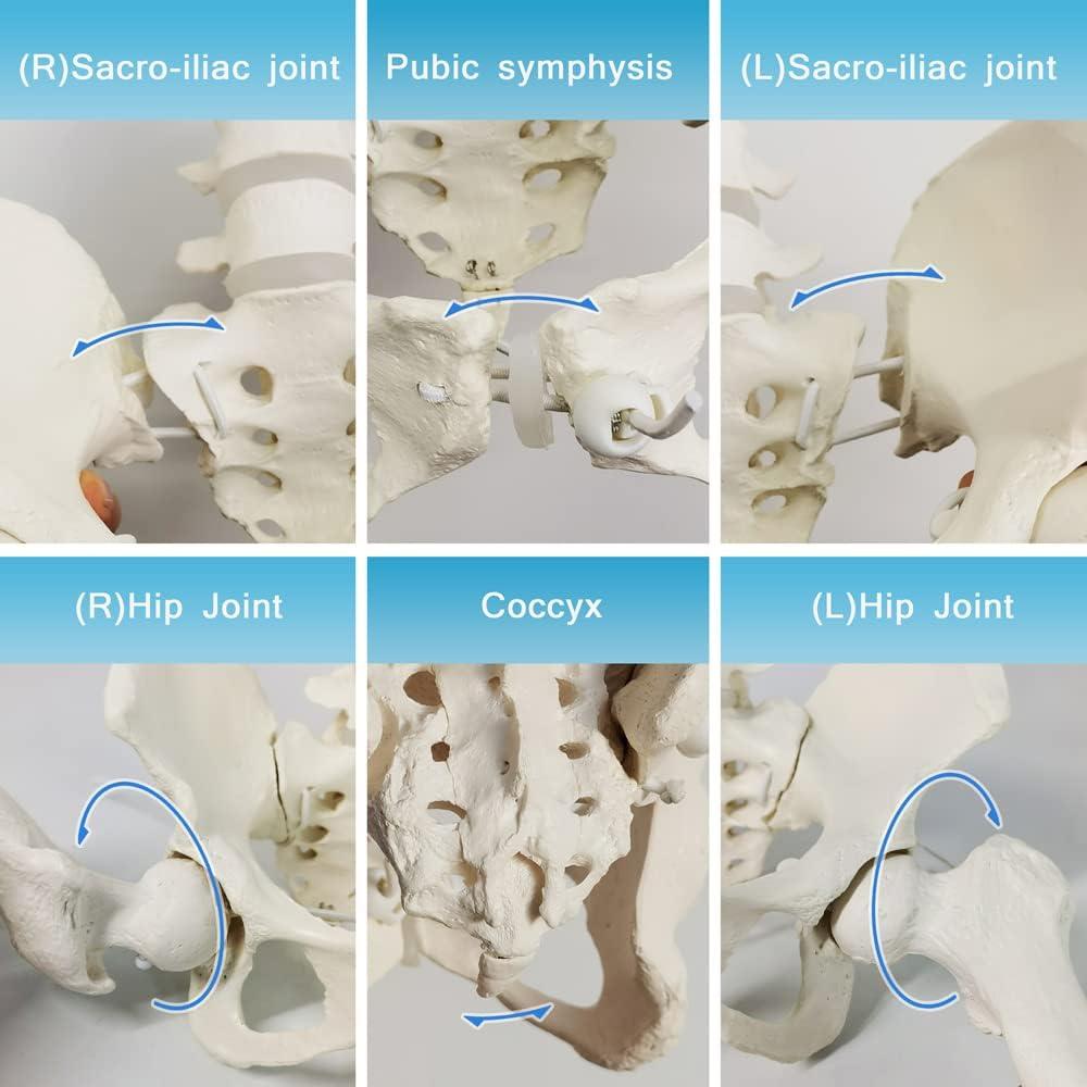 Esqueleto de Pelvis Femenina Flexible Nuevo Horizonte 24.9x22.9 cm