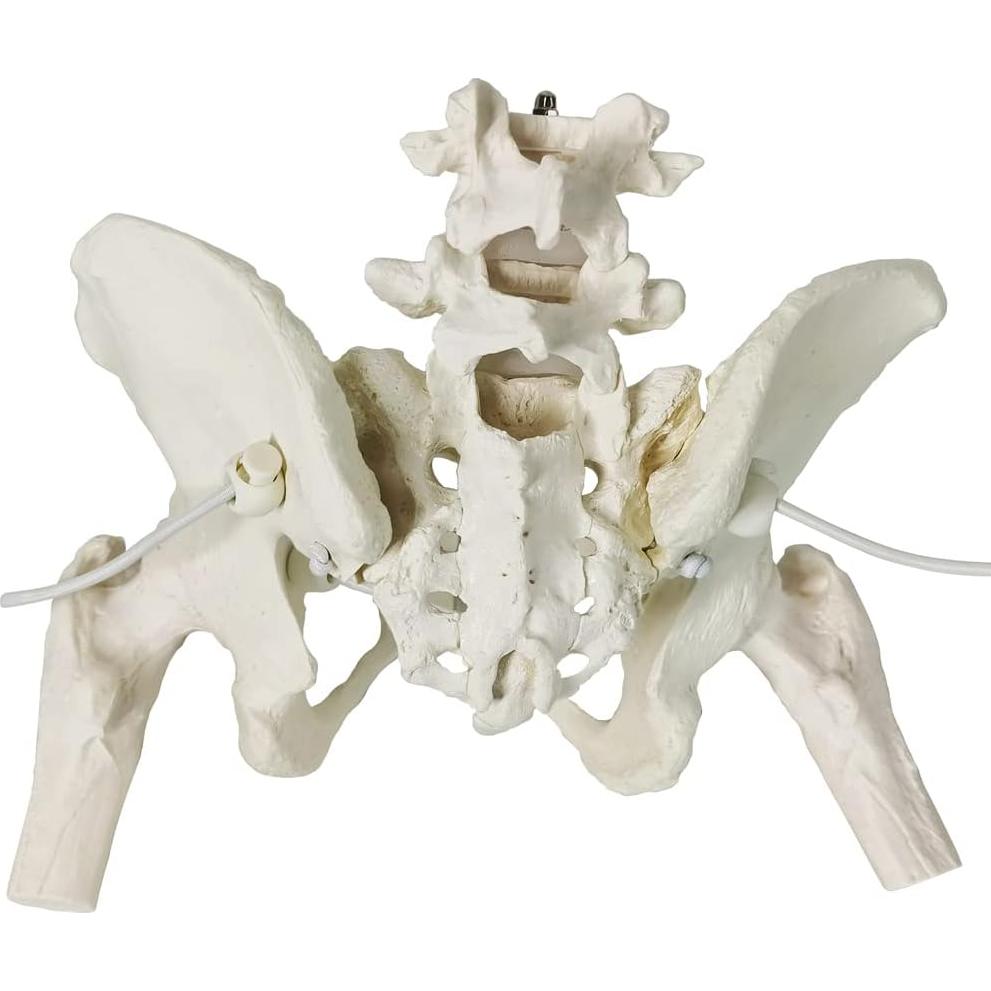 Esqueleto de Pelvis Femenina Flexible Nuevo Horizonte 24.9x22.9 cm