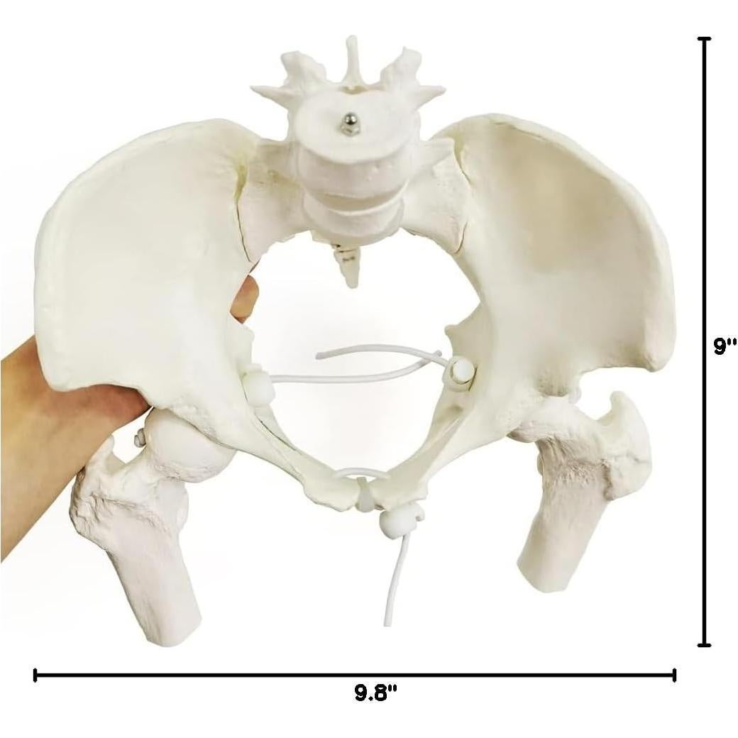 Esqueleto de Pelvis Femenina Flexible Nuevo Horizonte 24.9x22.9 cm