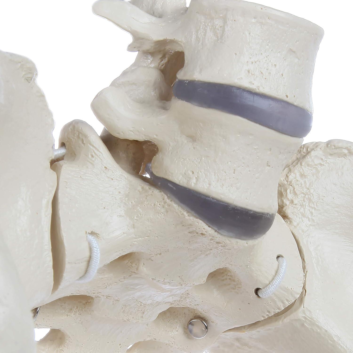 Modelo de Pelvis Femenina Rudiger Anatomie con Huesos 1.81kg